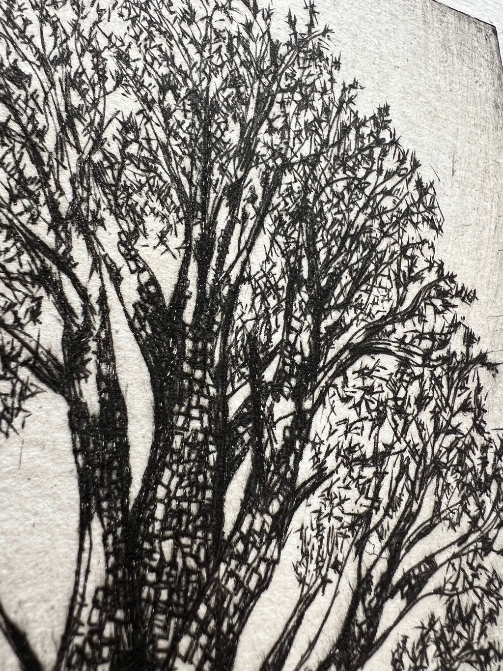 alligator juniper in adobe canyon #6