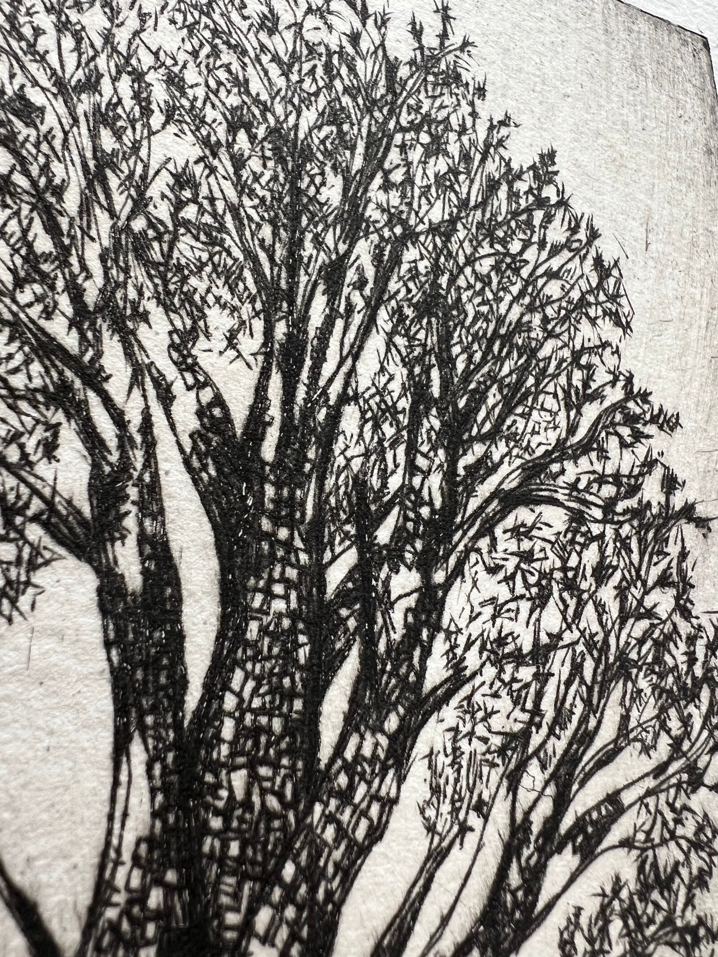 alligator juniper in adobe canyon #6