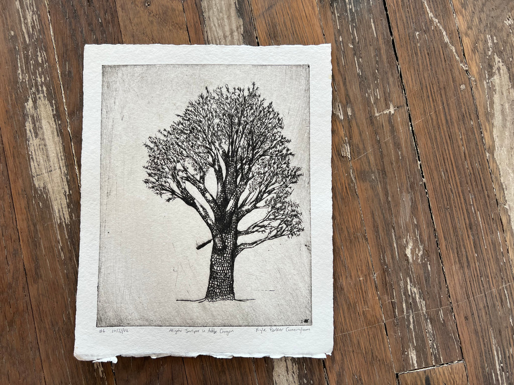 alligator juniper in adobe canyon #6