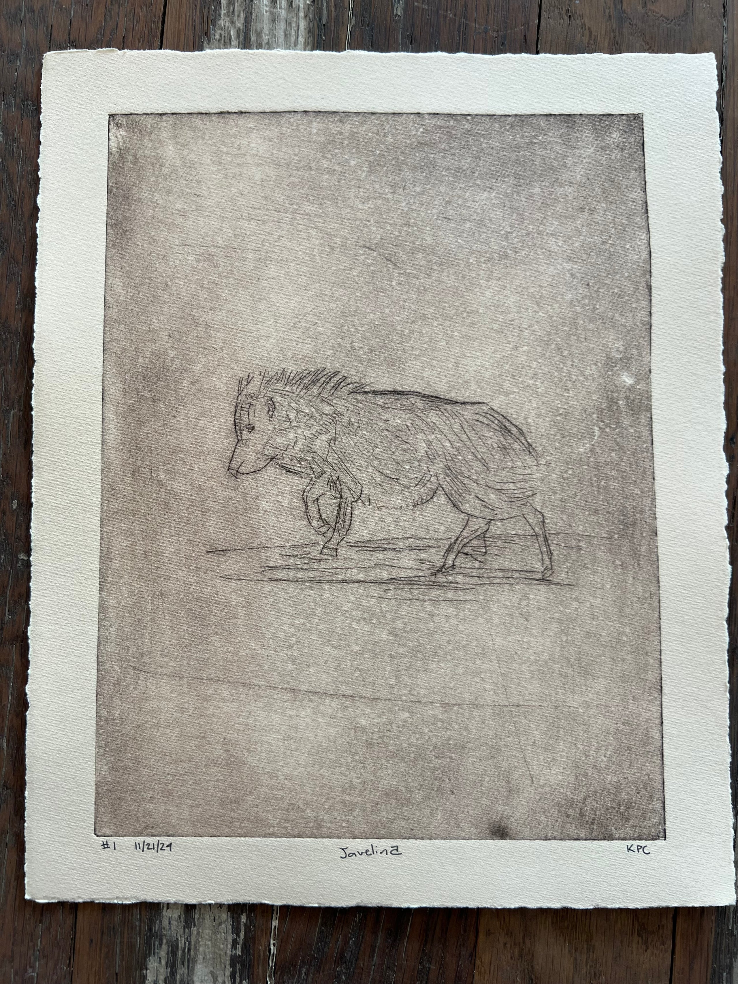 javalina #1