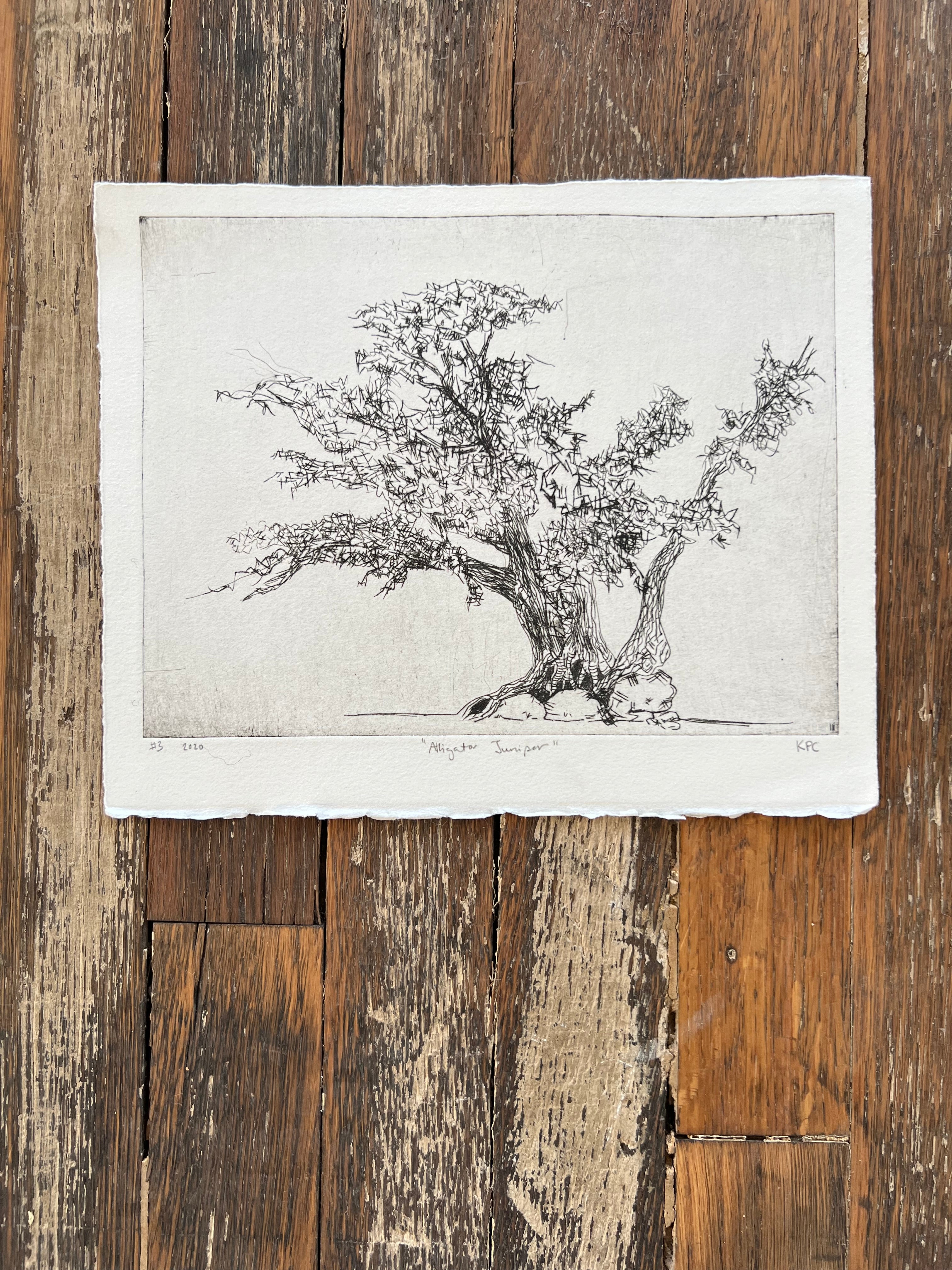 Aligator Juniper #3