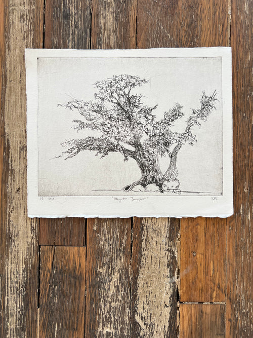 Aligator Juniper #3
