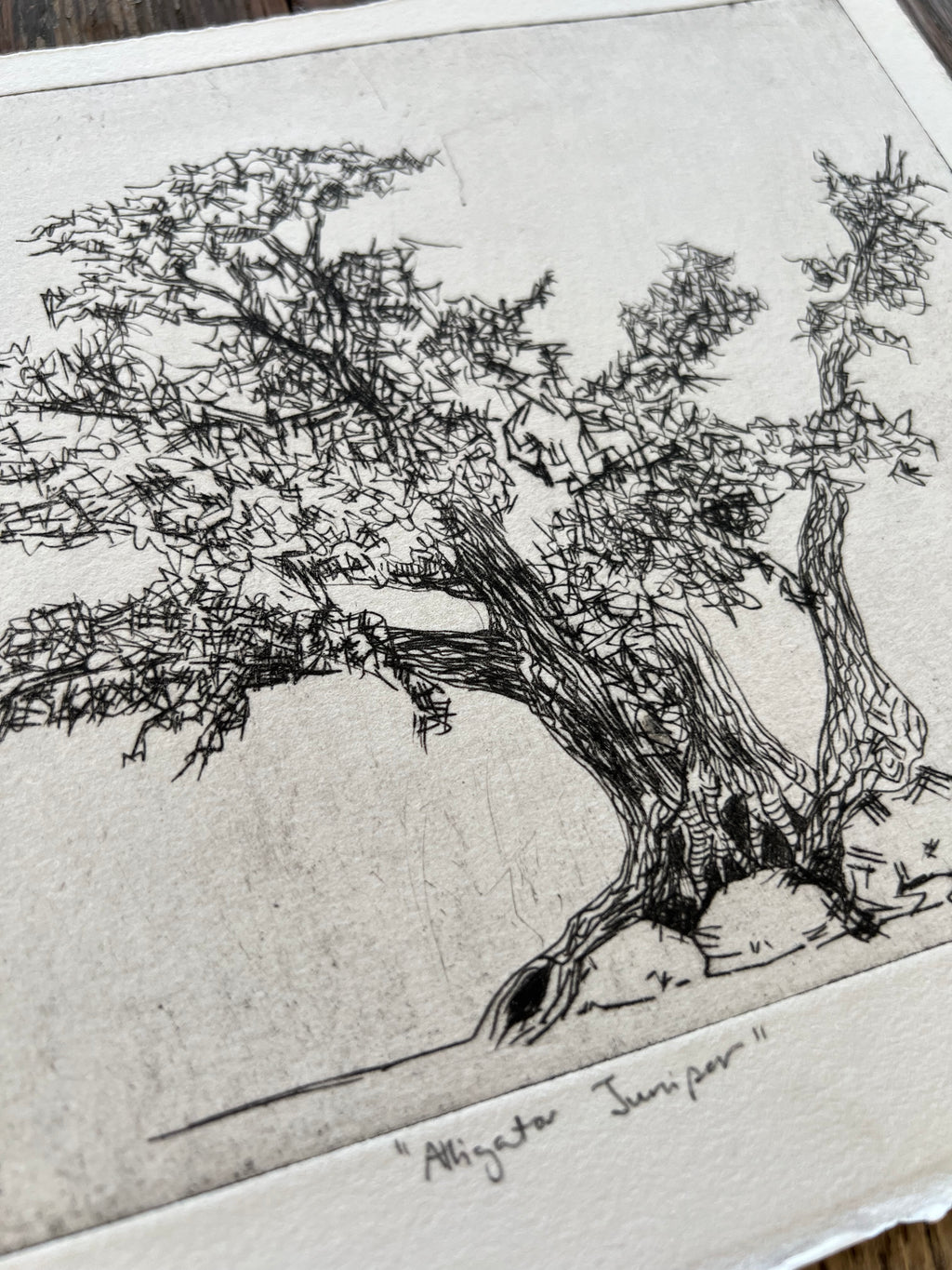 Aligator Juniper #3