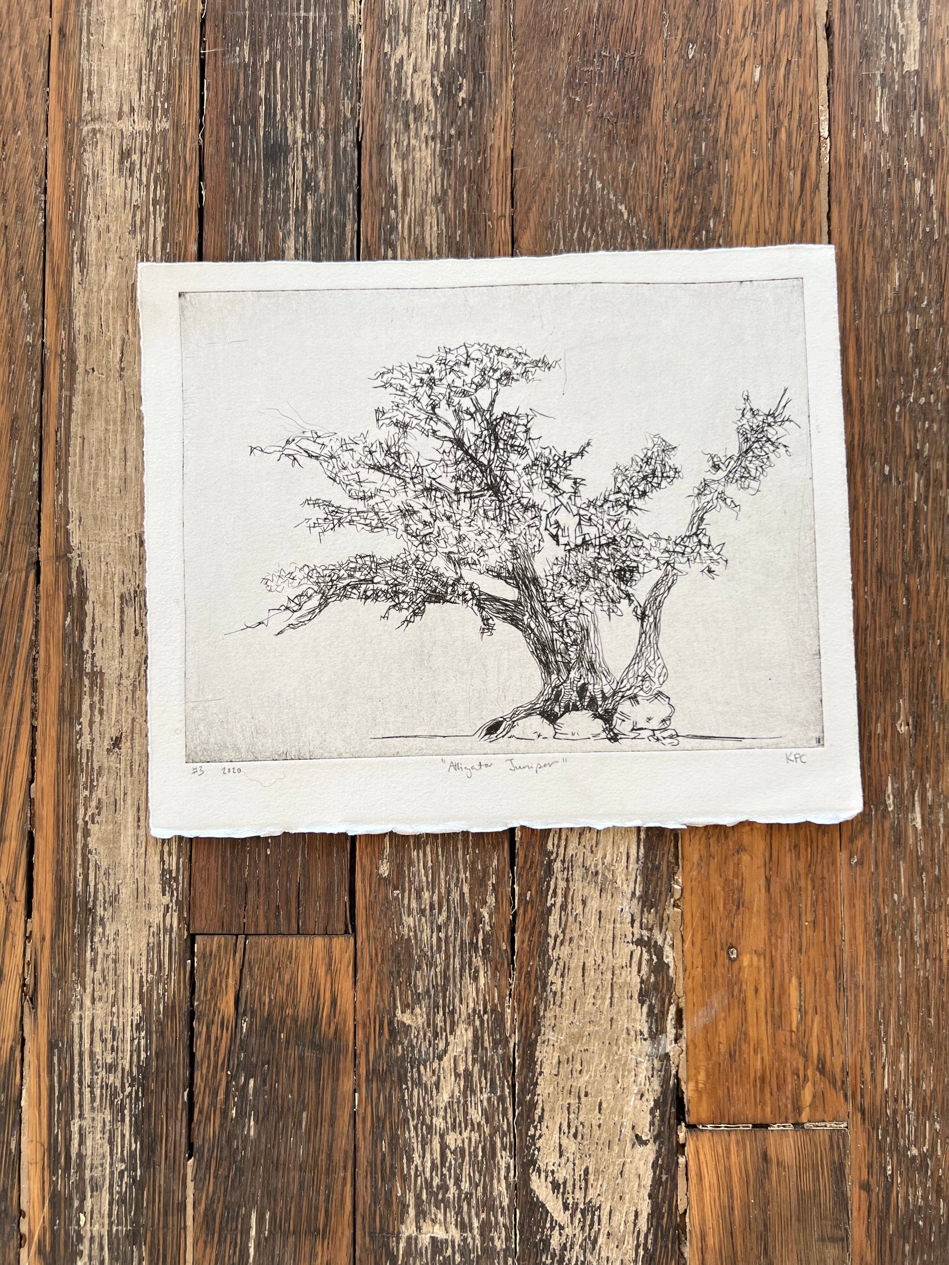 Aligator Juniper #3