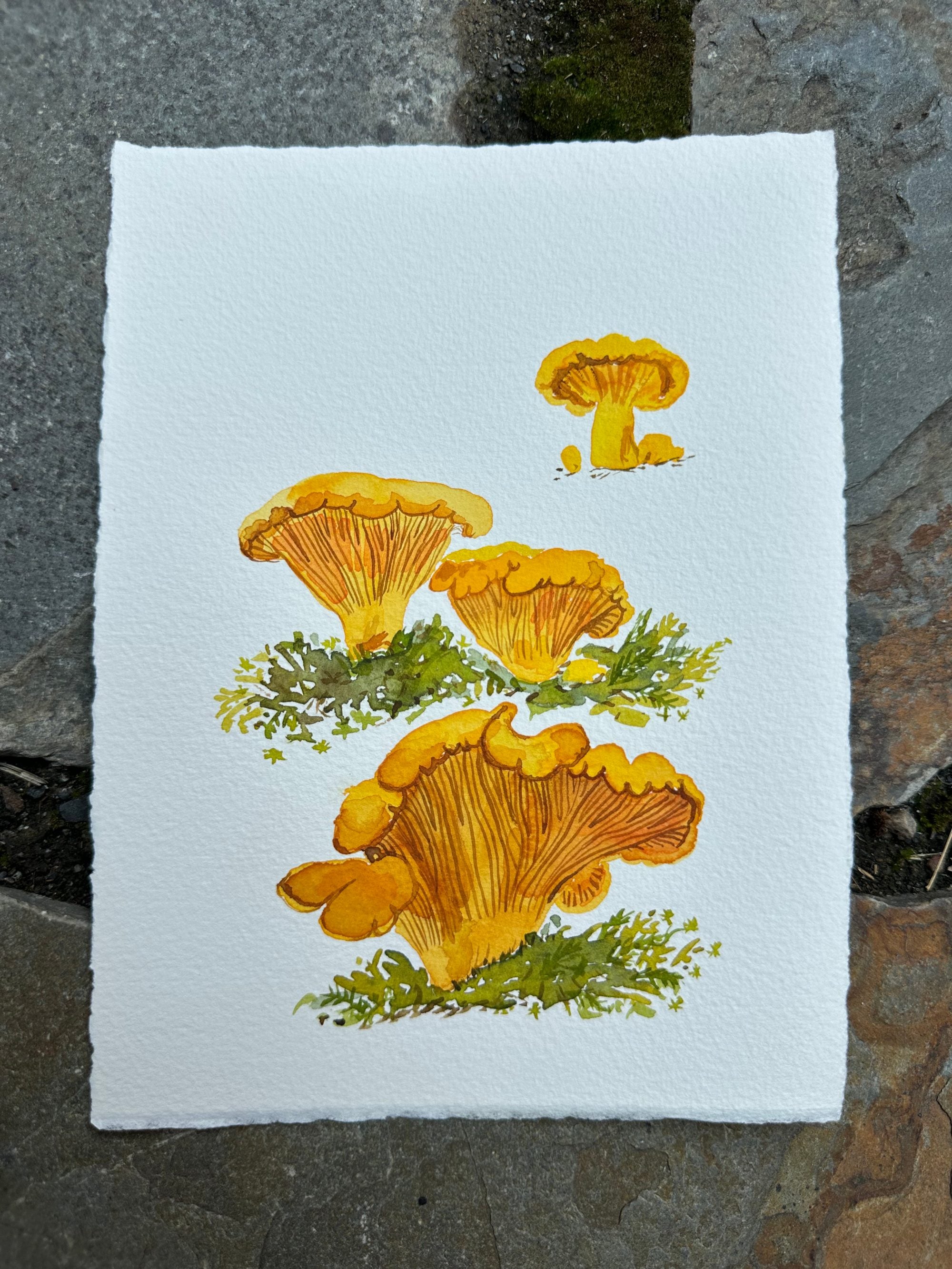 Congregation of Chanterelles