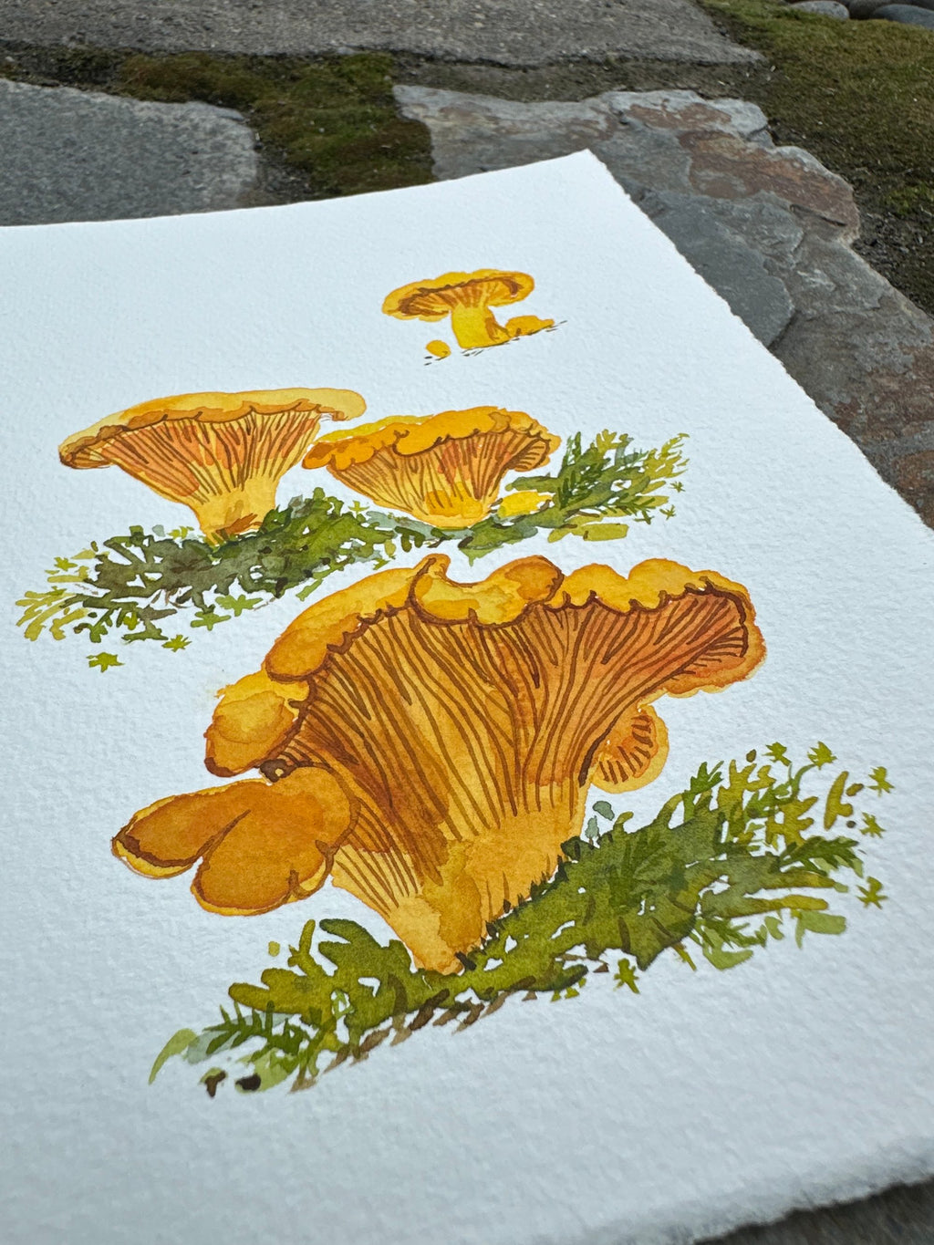 Congregation of Chanterelles
