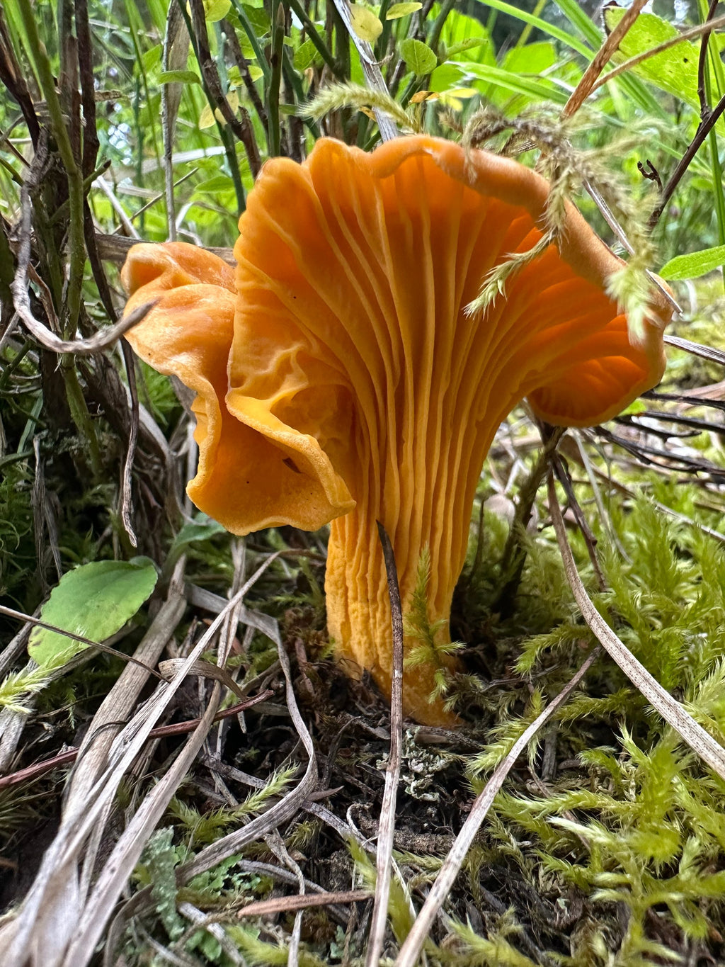 Congregation of Chanterelles