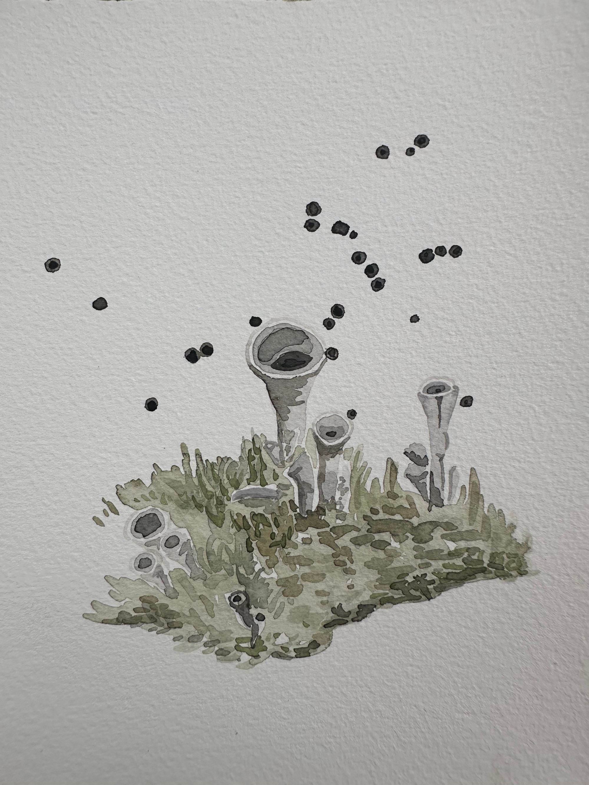 Cladonia Lichen