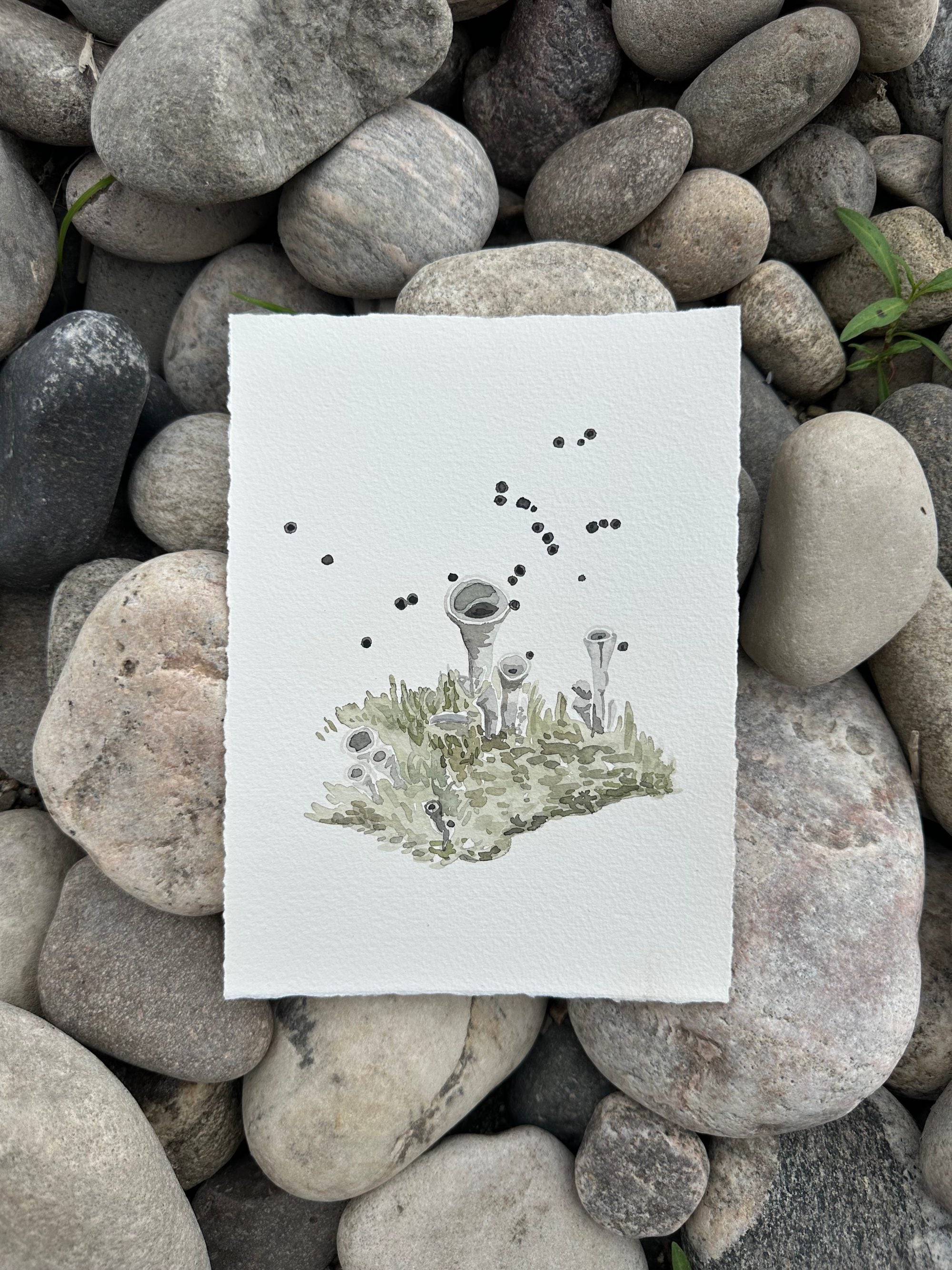 Cladonia Lichen