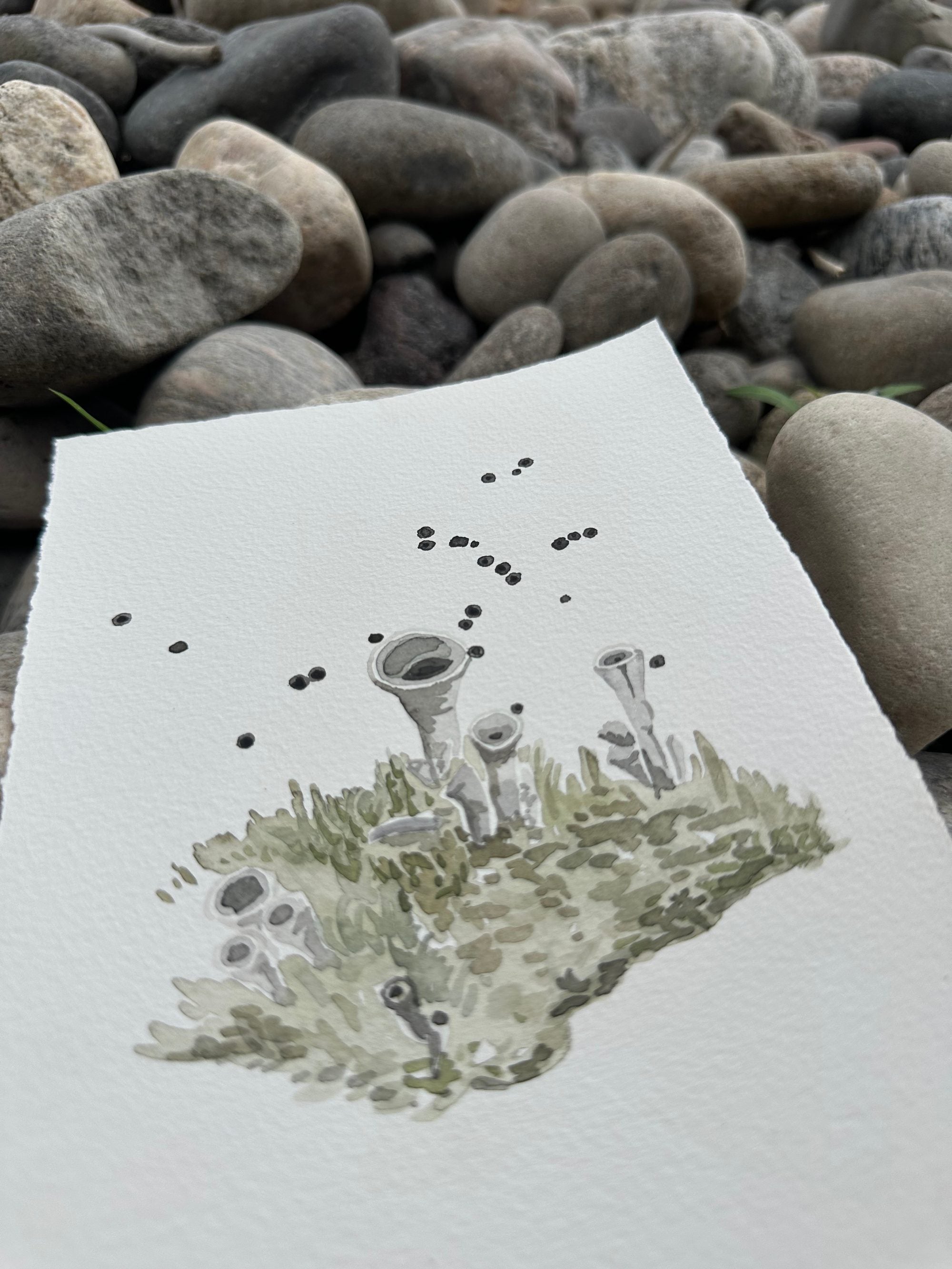Cladonia Lichen