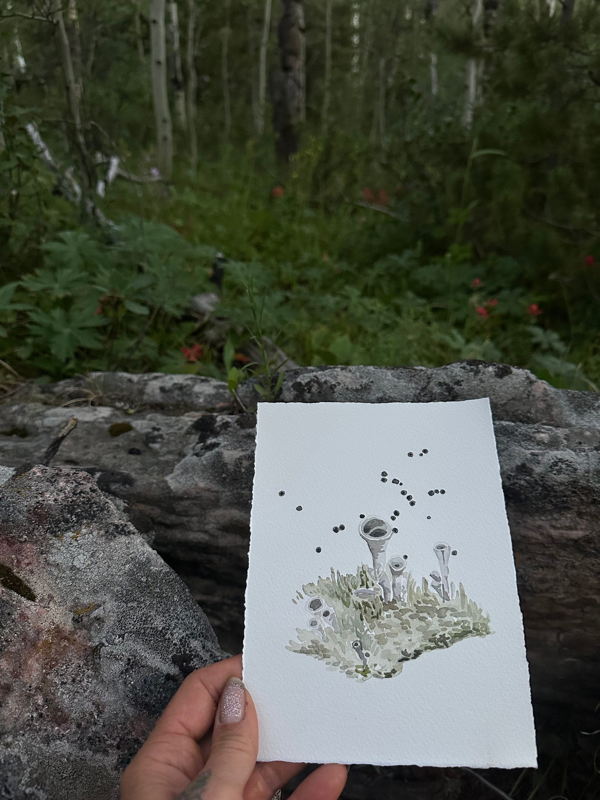 Cladonia Lichen
