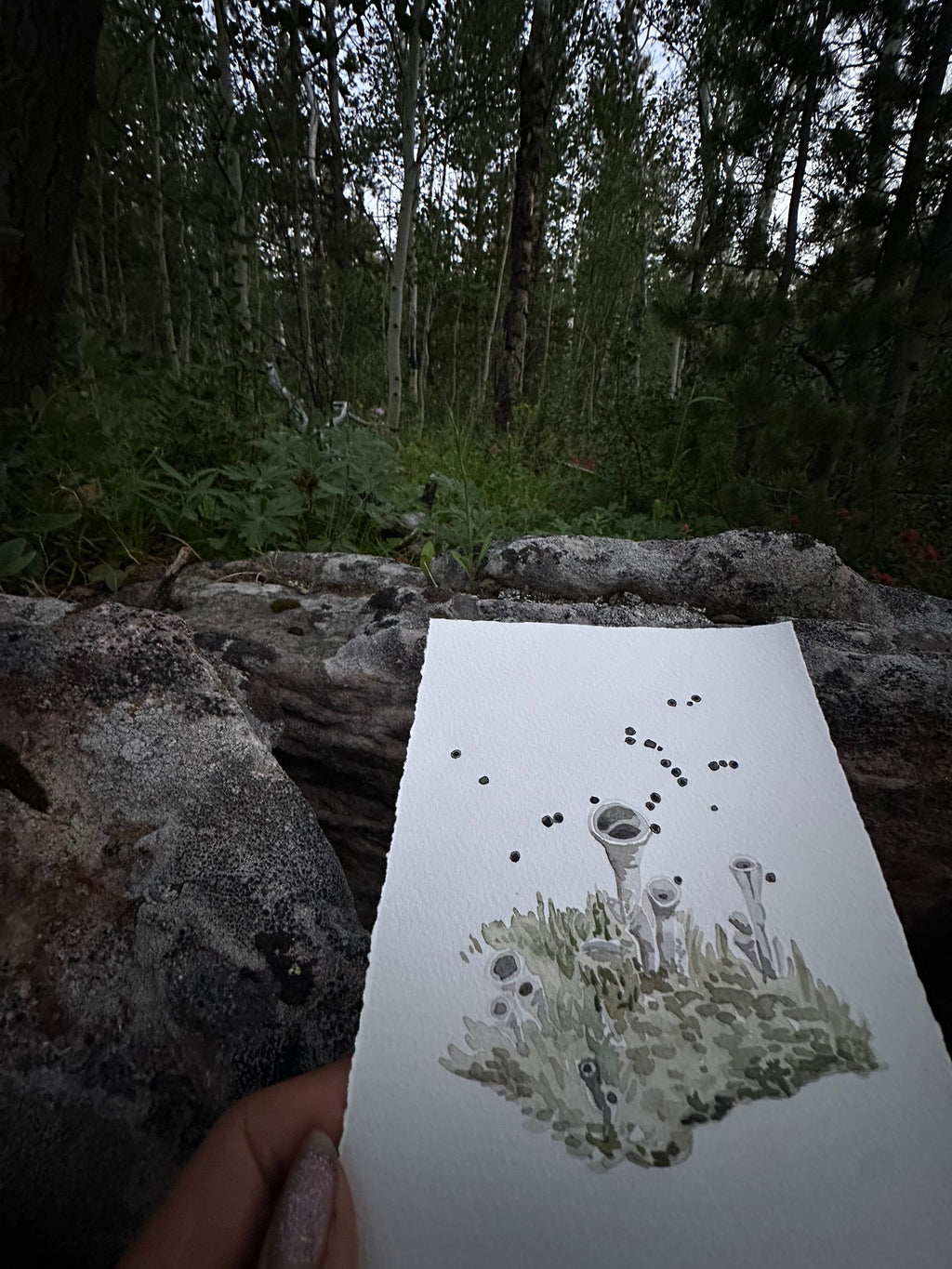 Cladonia Lichen