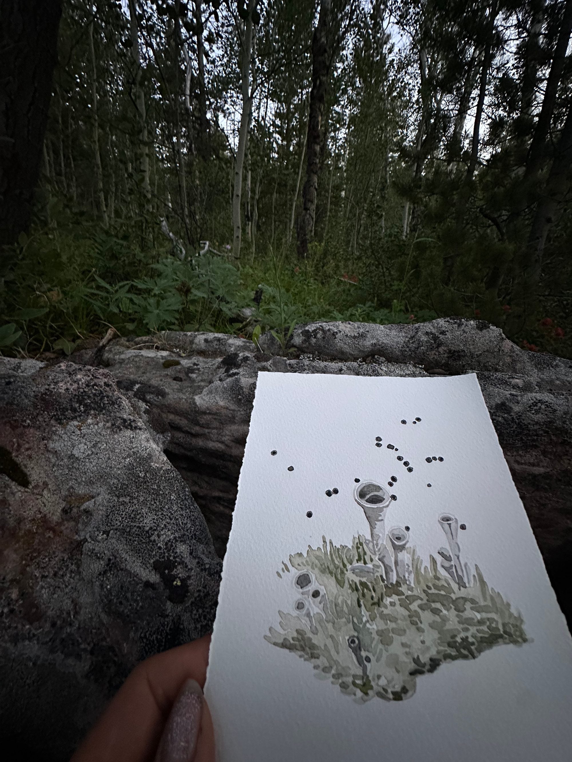 Cladonia Lichen