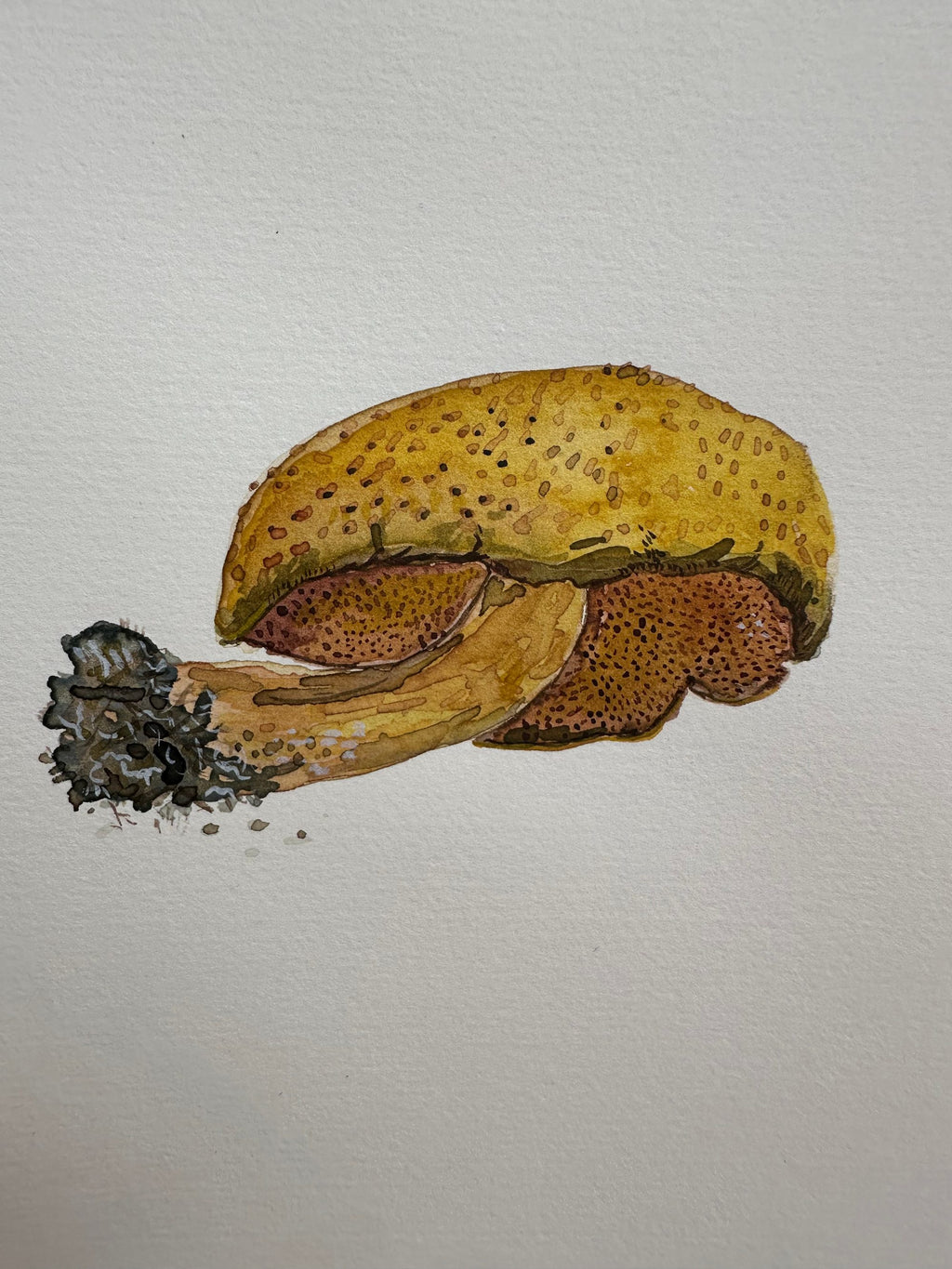 Suillus, Wyoming