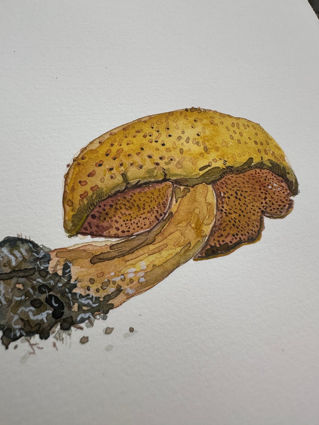 Suillus, Wyoming