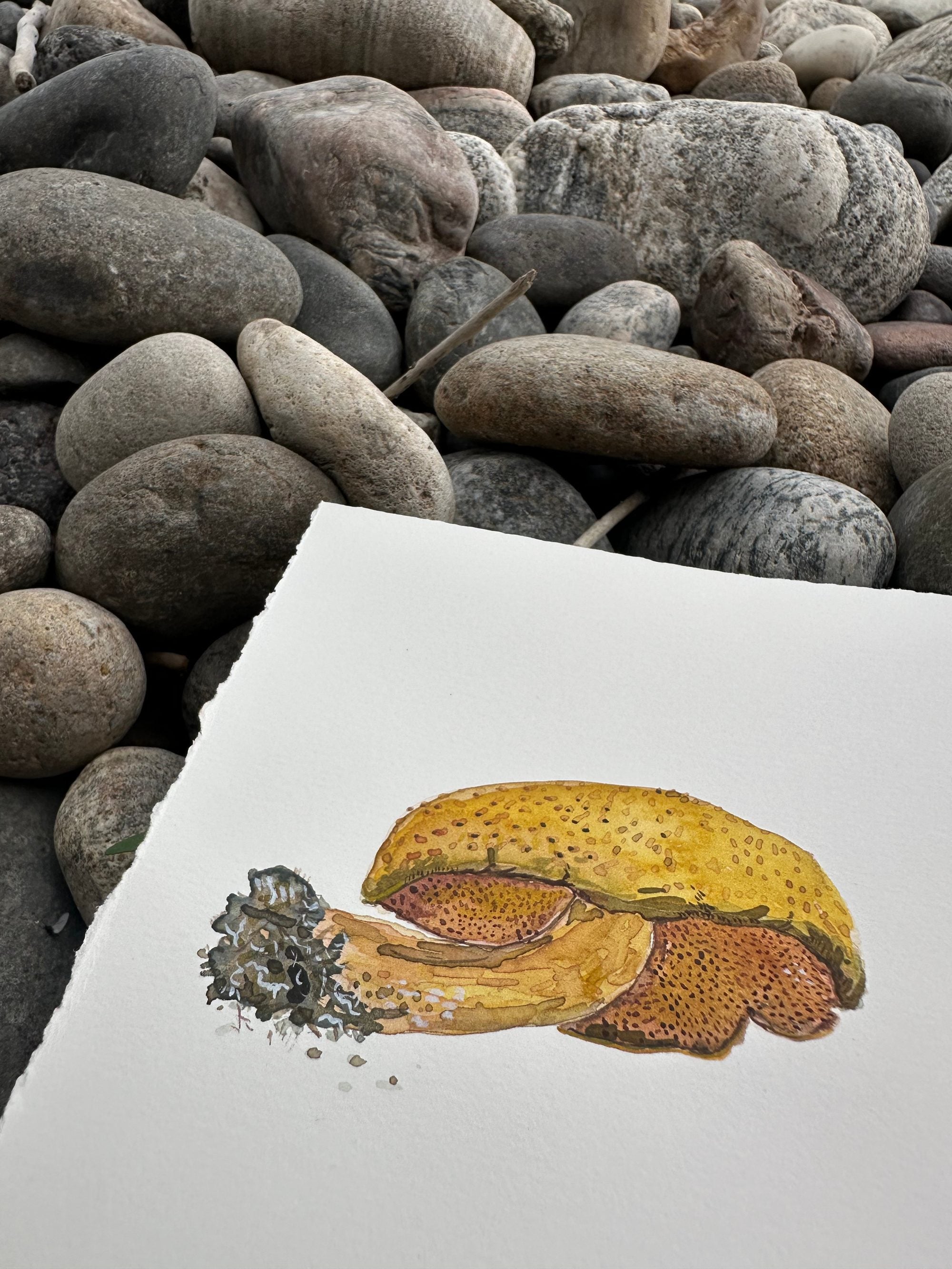 Suillus, Wyoming