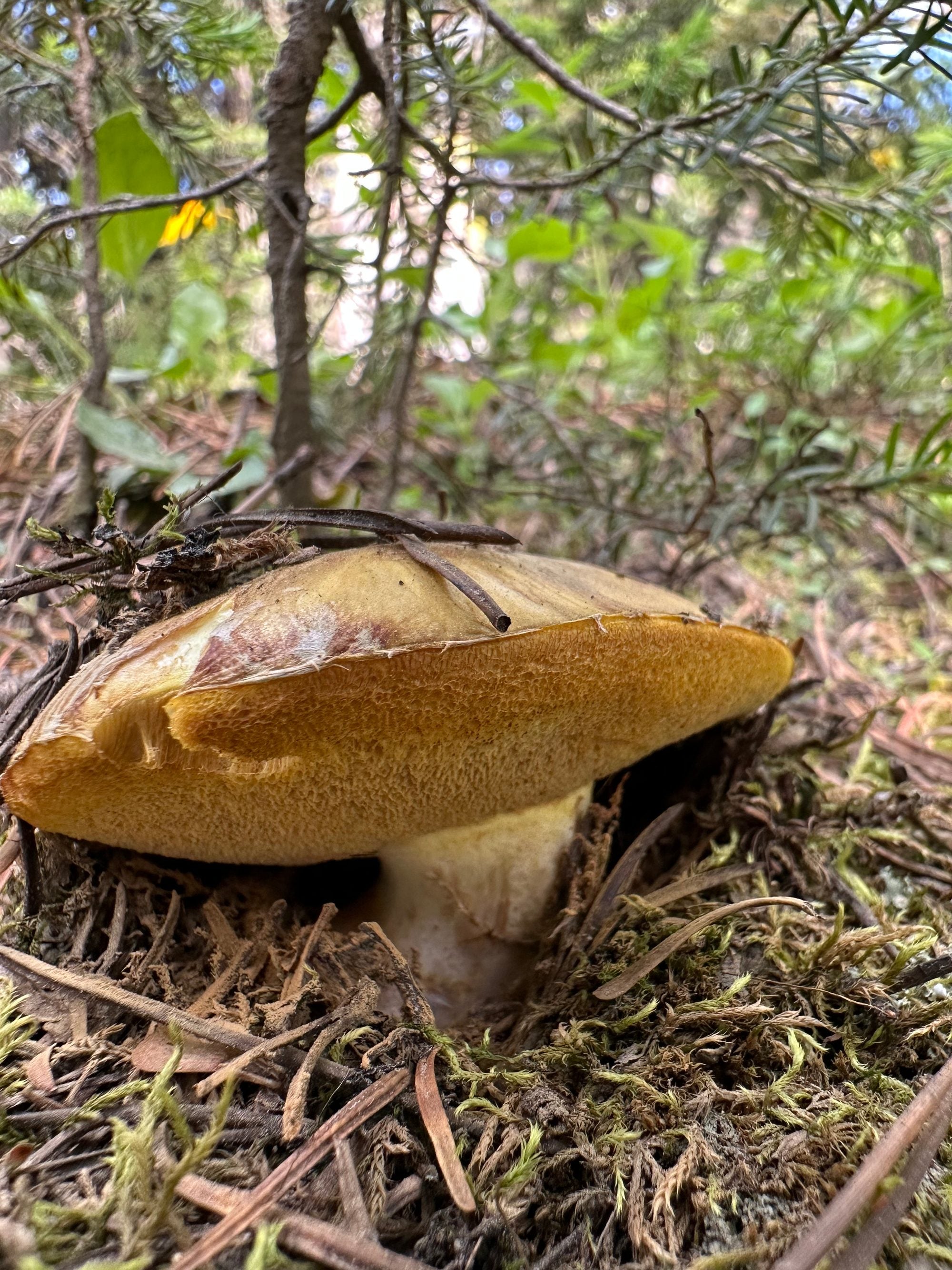 Suillus, Wyoming