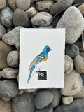 Lazuli Bunting