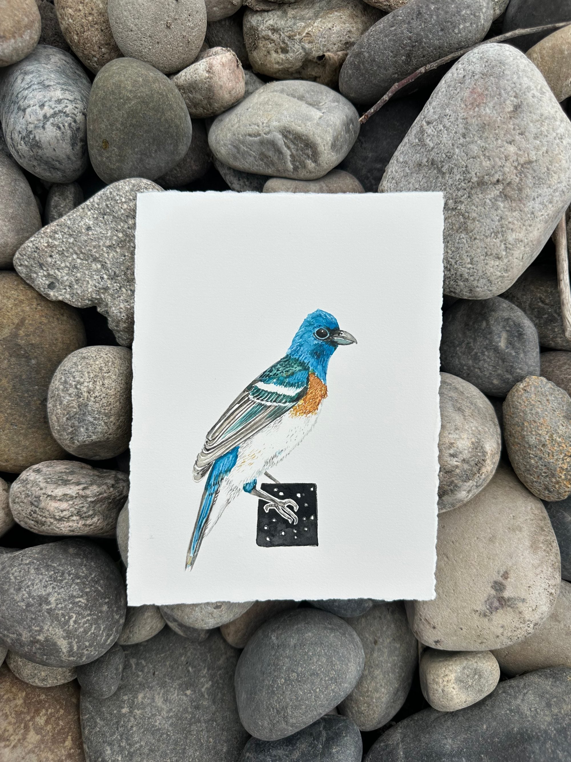 Lazuli Bunting