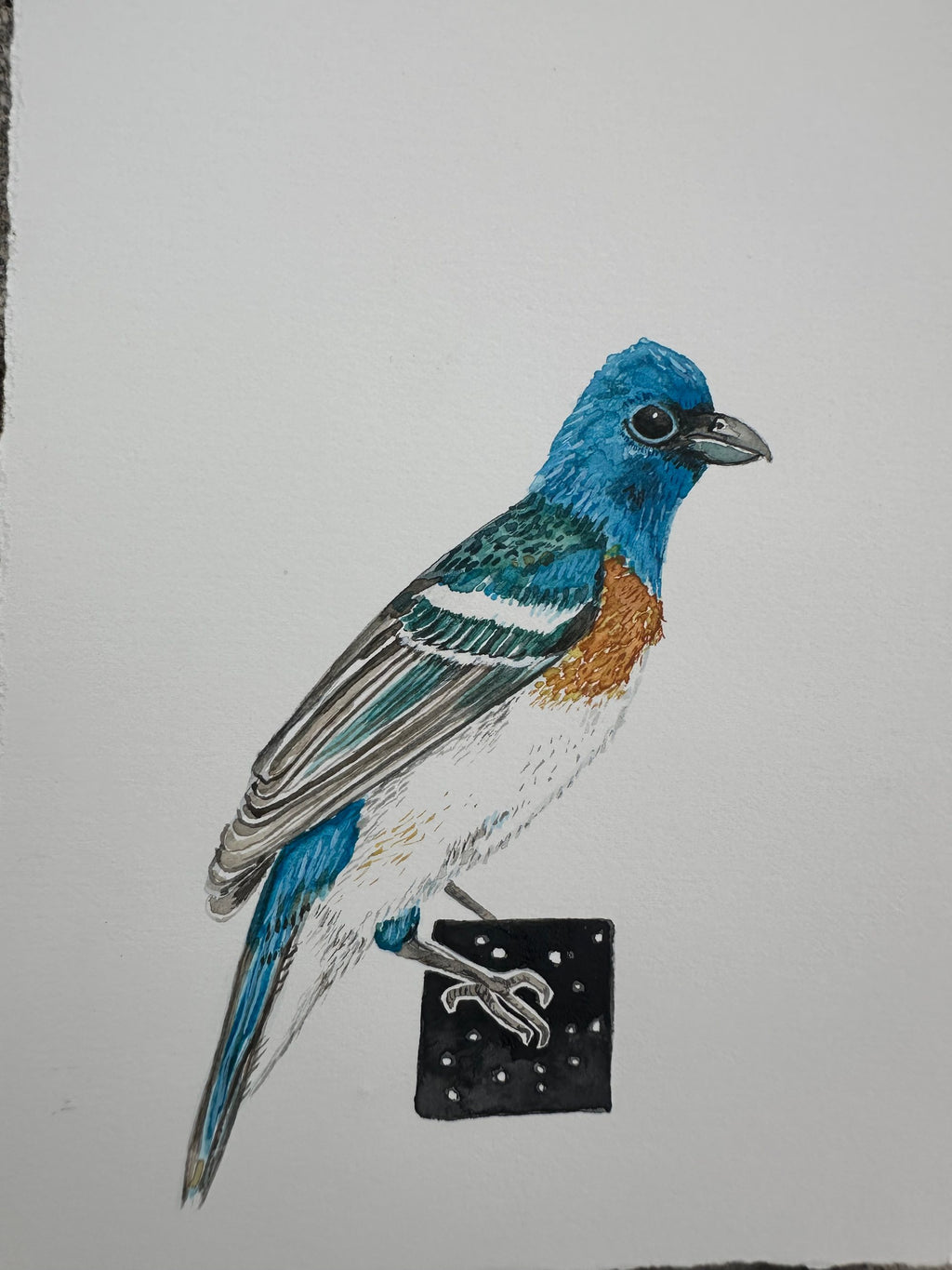 Lazuli Bunting