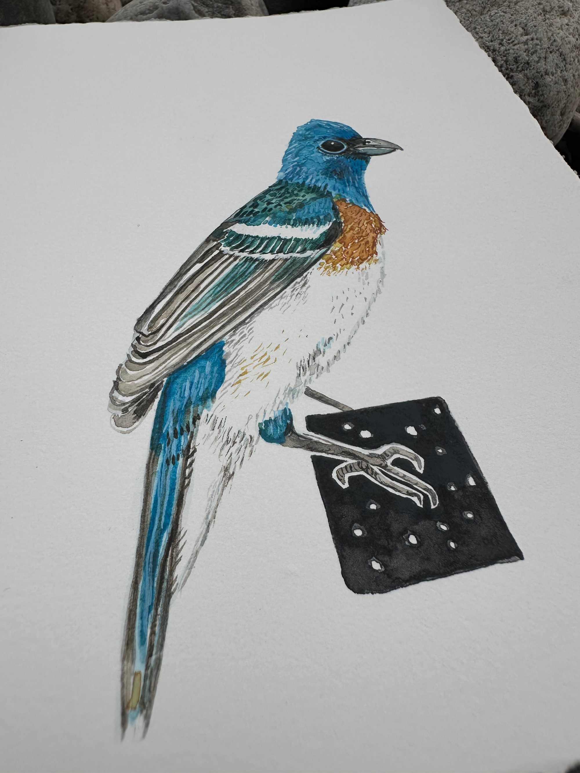 Lazuli Bunting