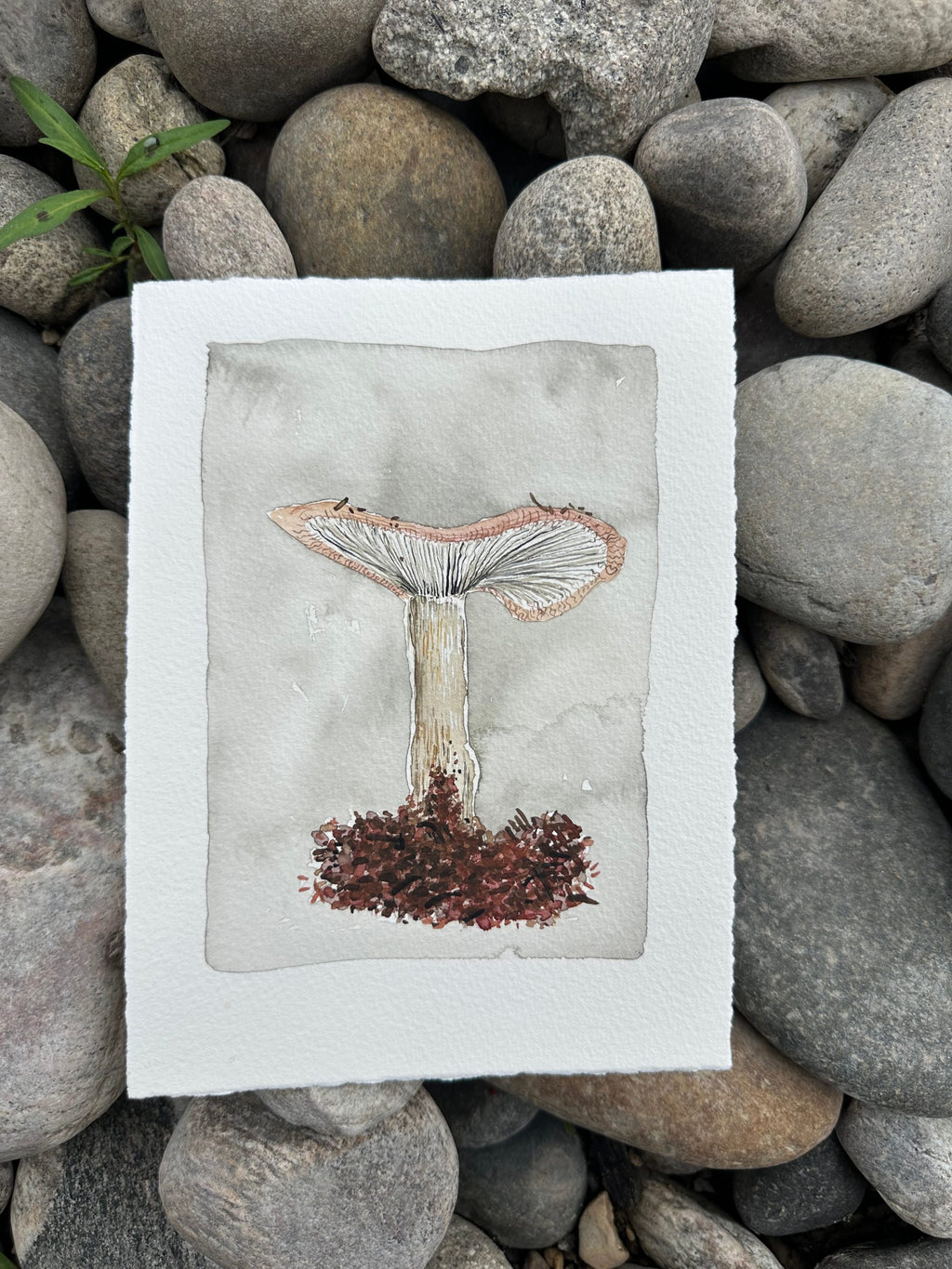 First Mushroom Of The Summer
