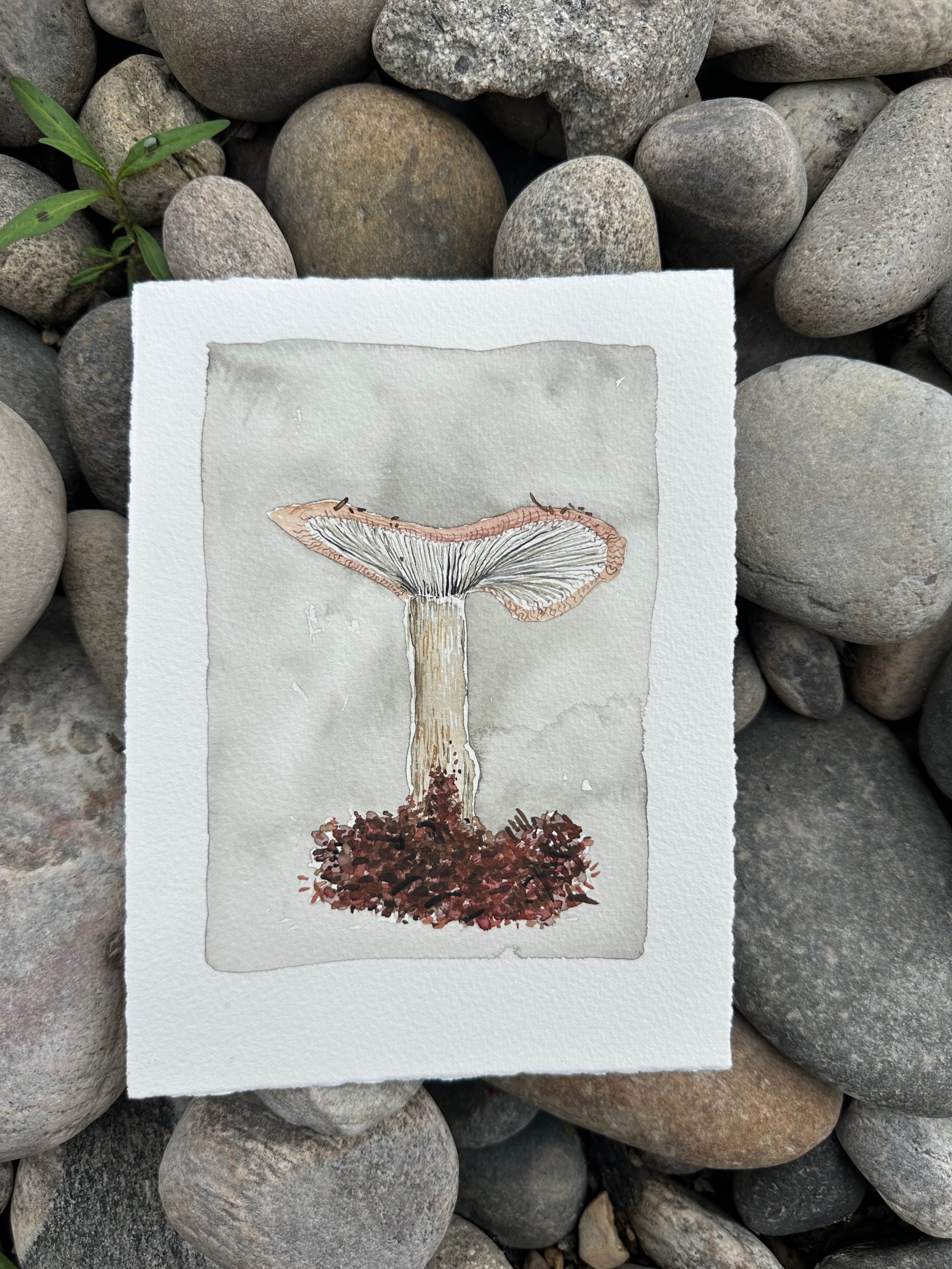 First Mushroom Of The Summer