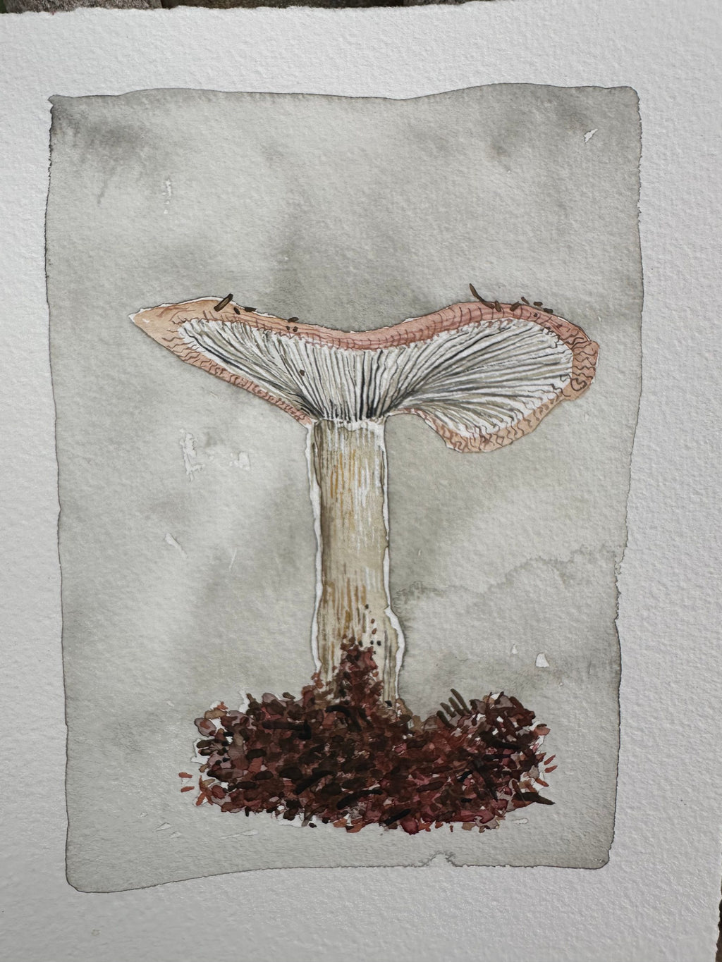 First Mushroom Of The Summer