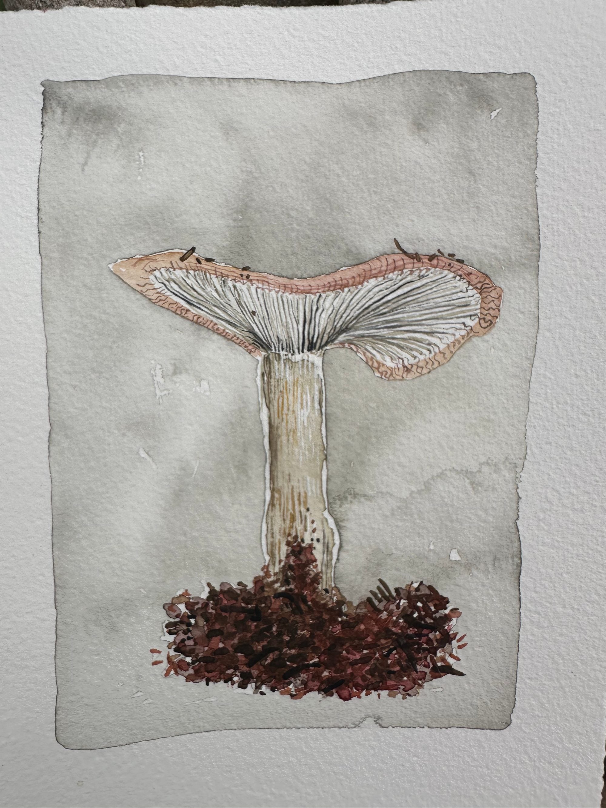 First Mushroom Of The Summer