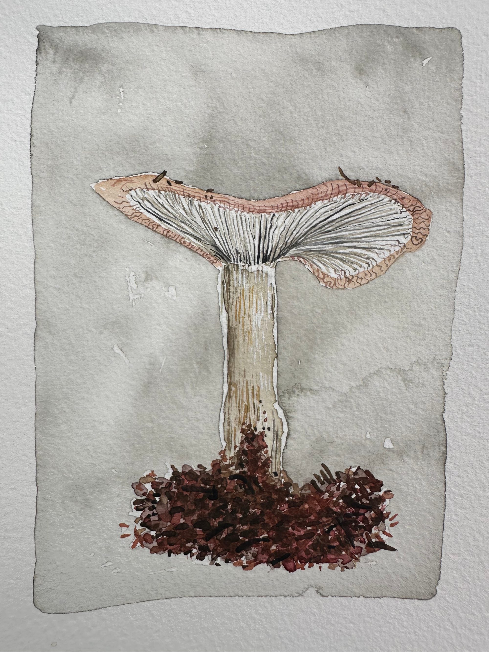 First Mushroom Of The Summer