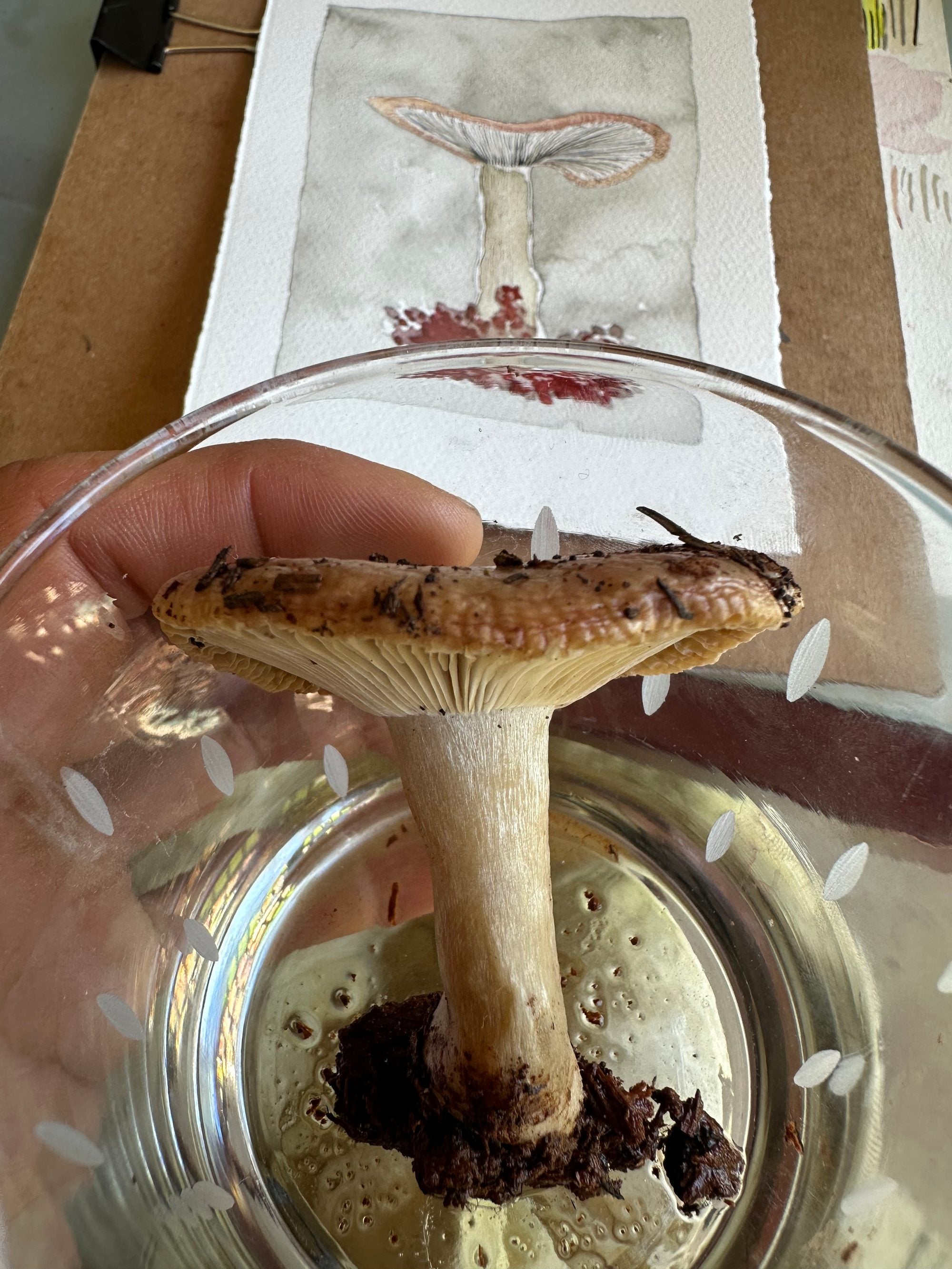 First Mushroom Of The Summer