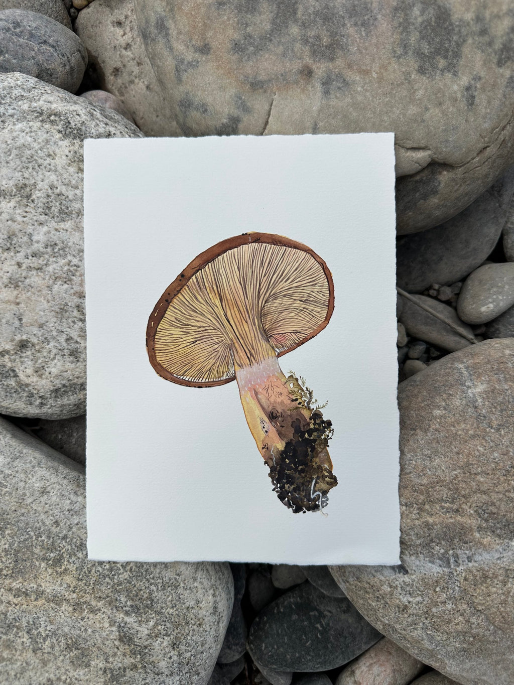 A Beautiful Mushroom