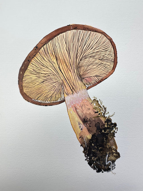 A Beautiful Mushroom