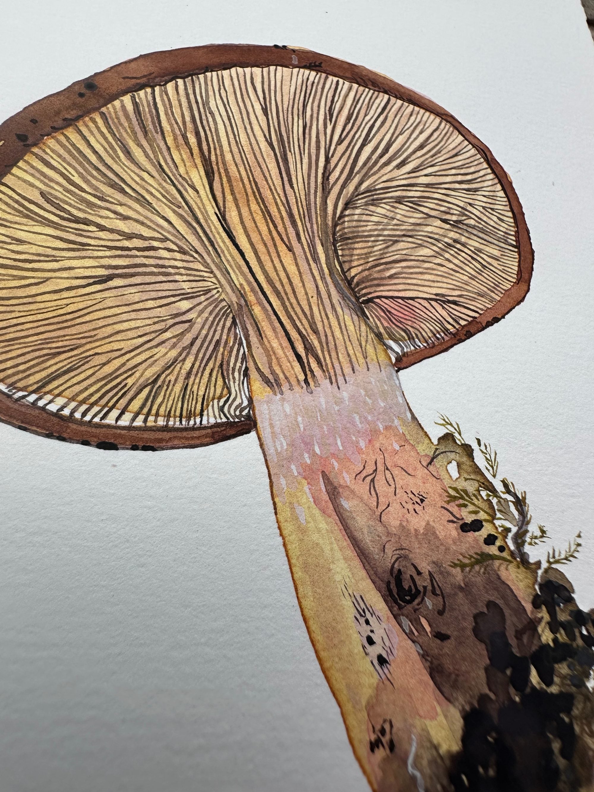 A Beautiful Mushroom