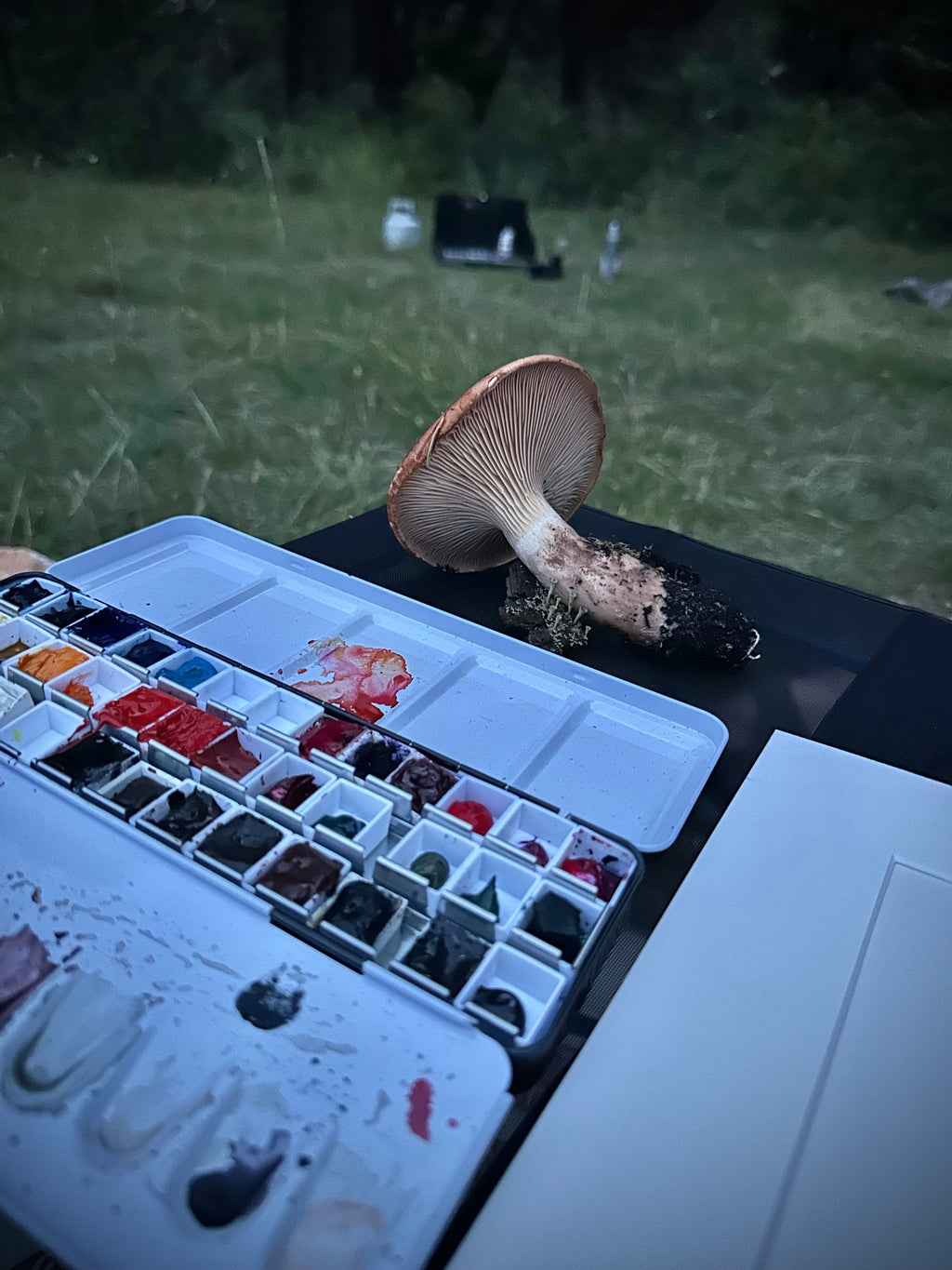 A Beautiful Mushroom
