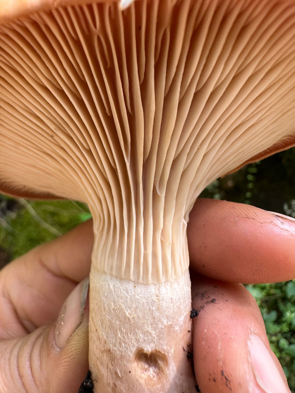 A Beautiful Mushroom