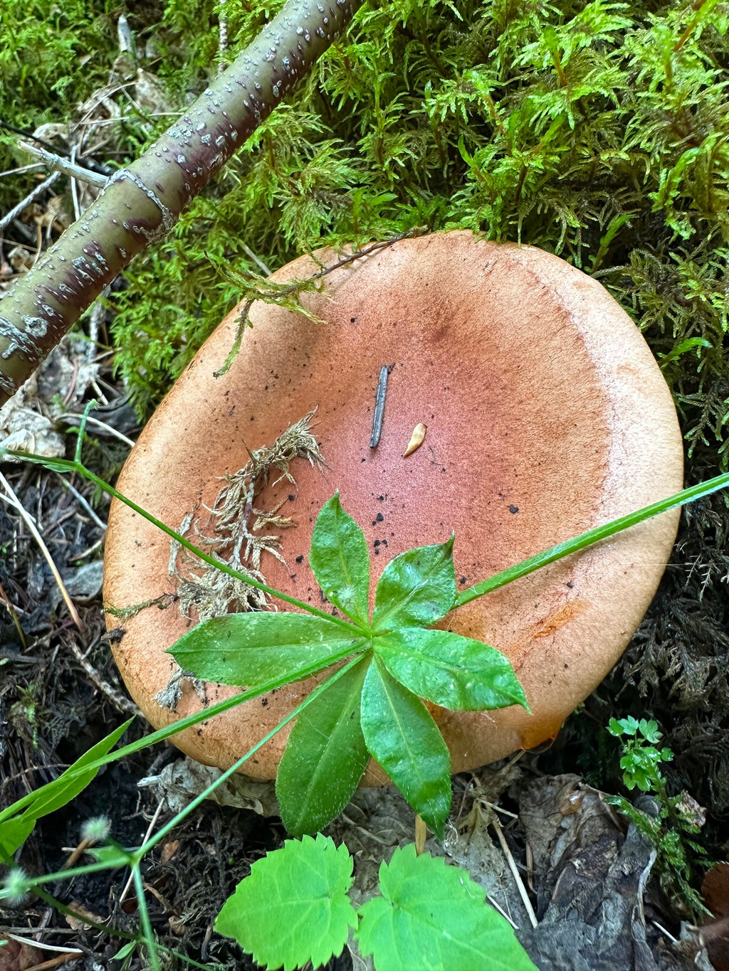 A Beautiful Mushroom