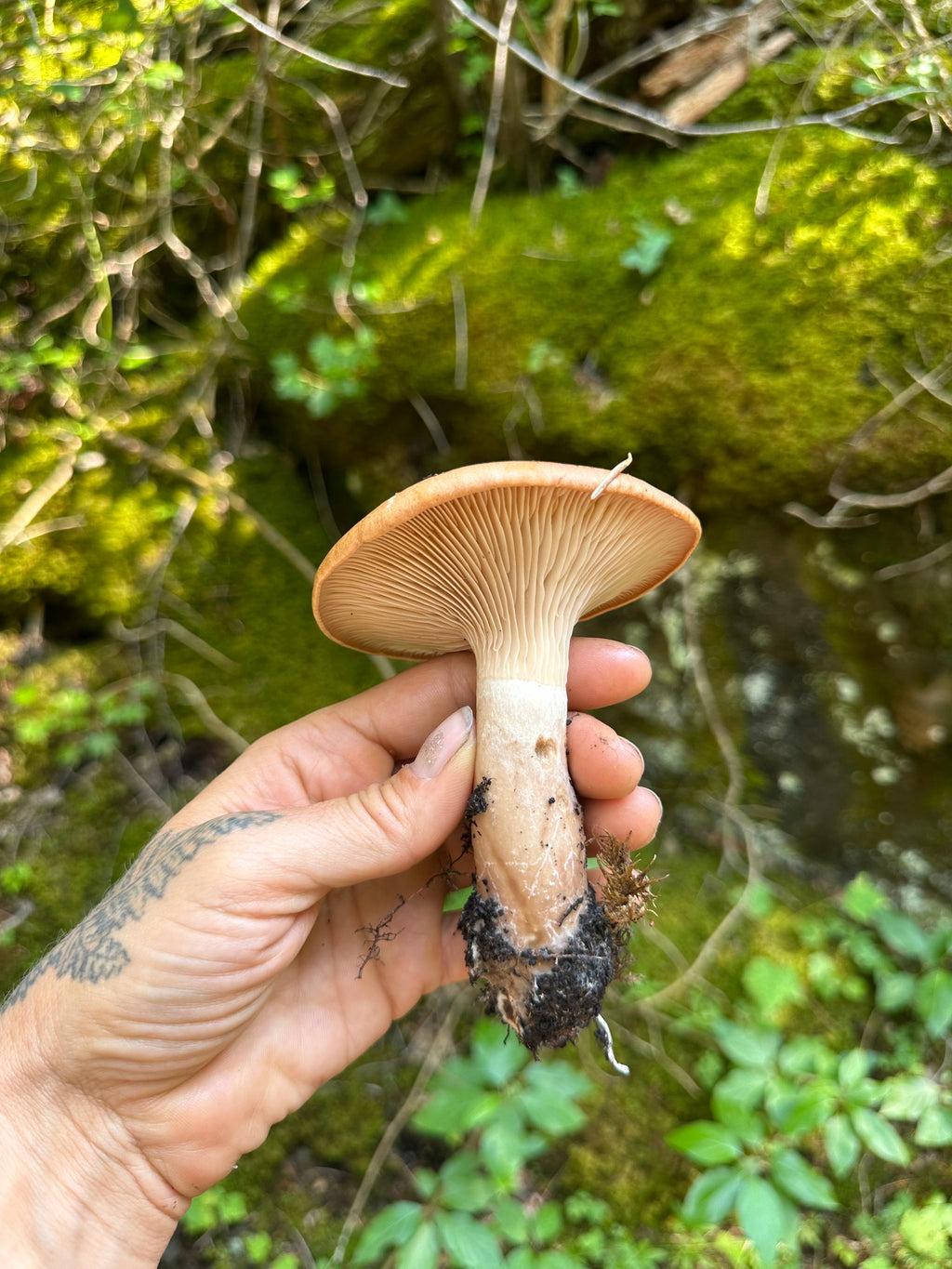 A Beautiful Mushroom