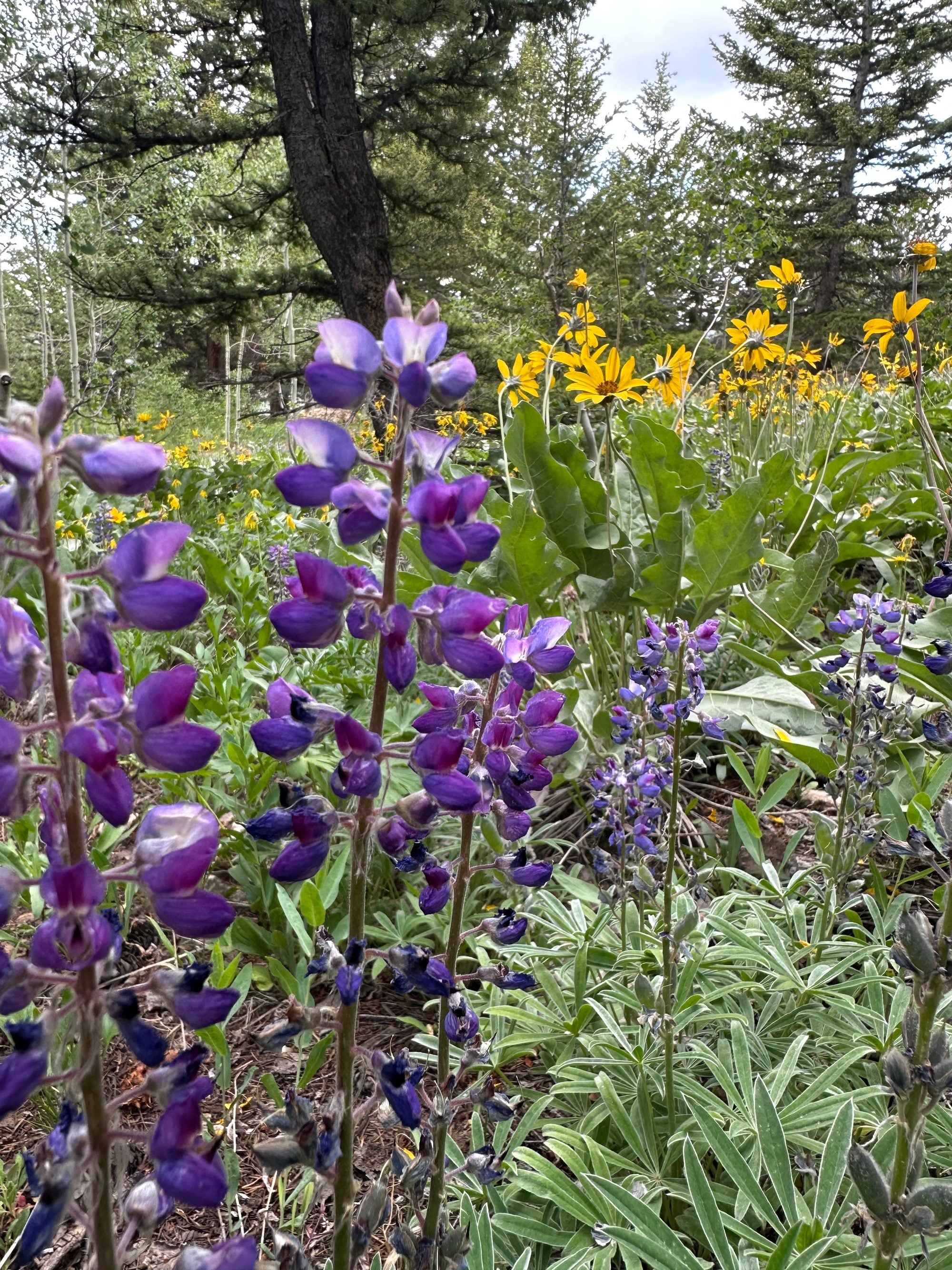 Lupine, Body