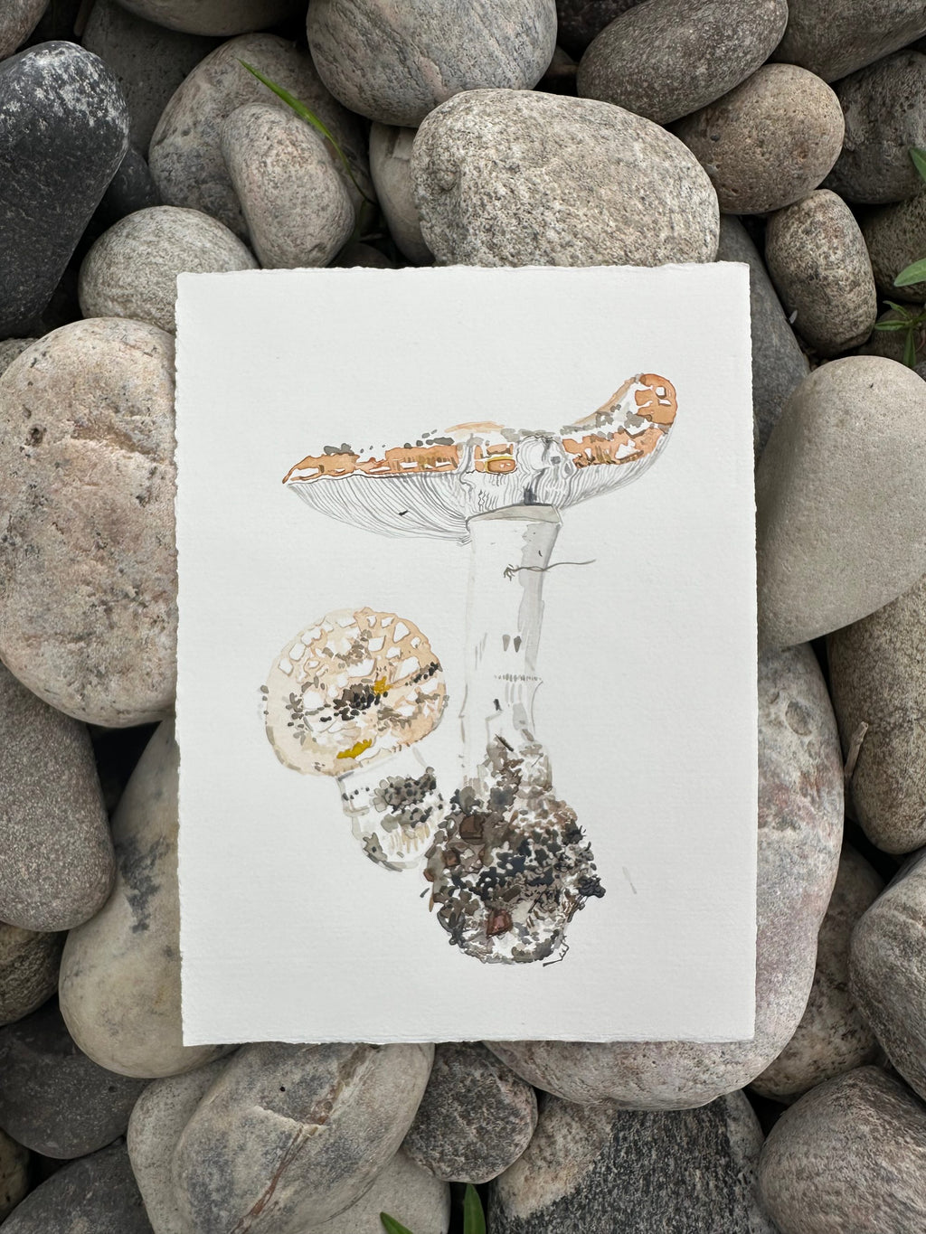 Amanita Muscaria, First of the year