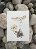 Amanita Muscaria, First of the year