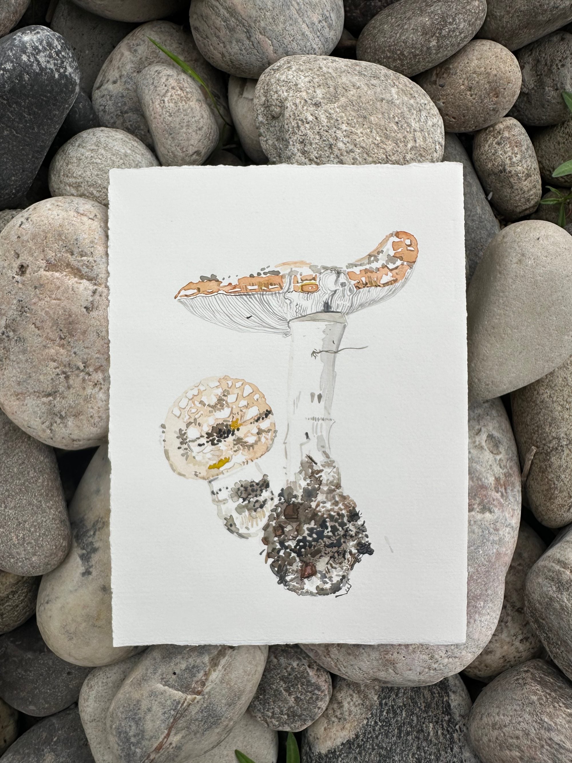 Amanita Muscaria, First of the year