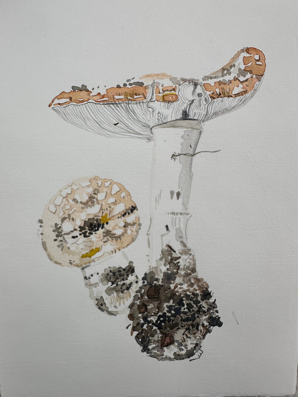 Amanita Muscaria, First of the year