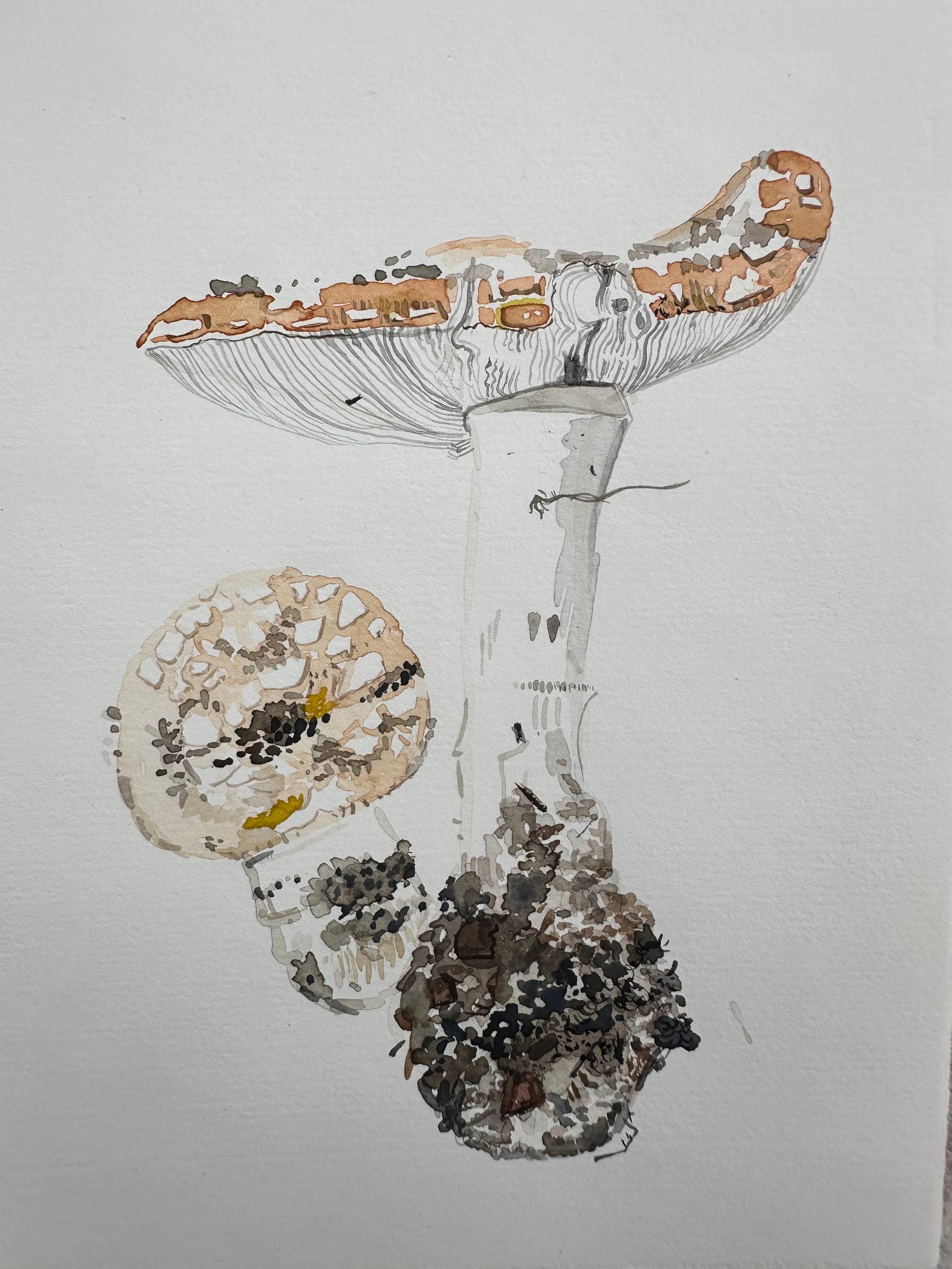 Amanita Muscaria, First of the year