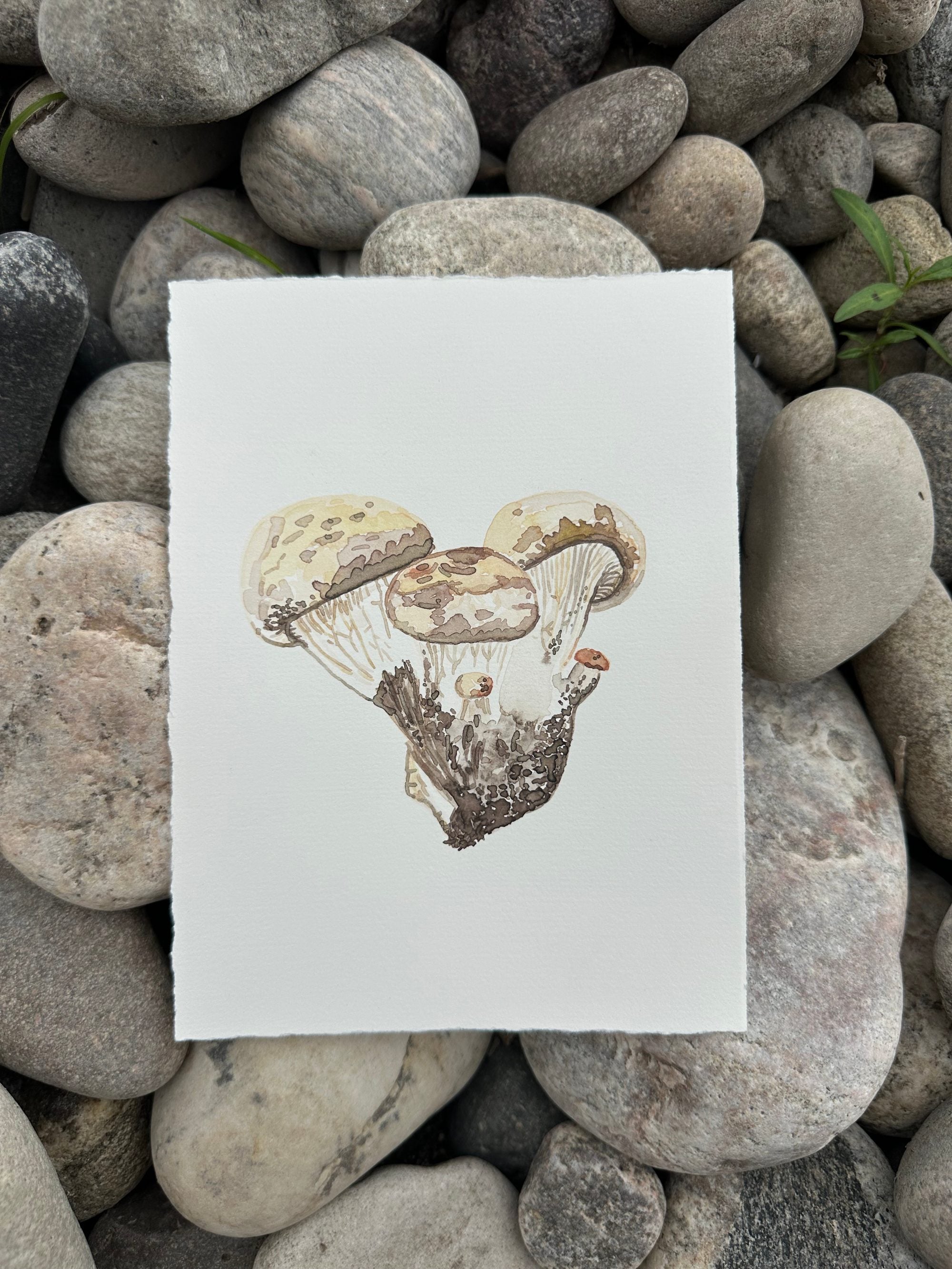 Small Oyster Cluster, two