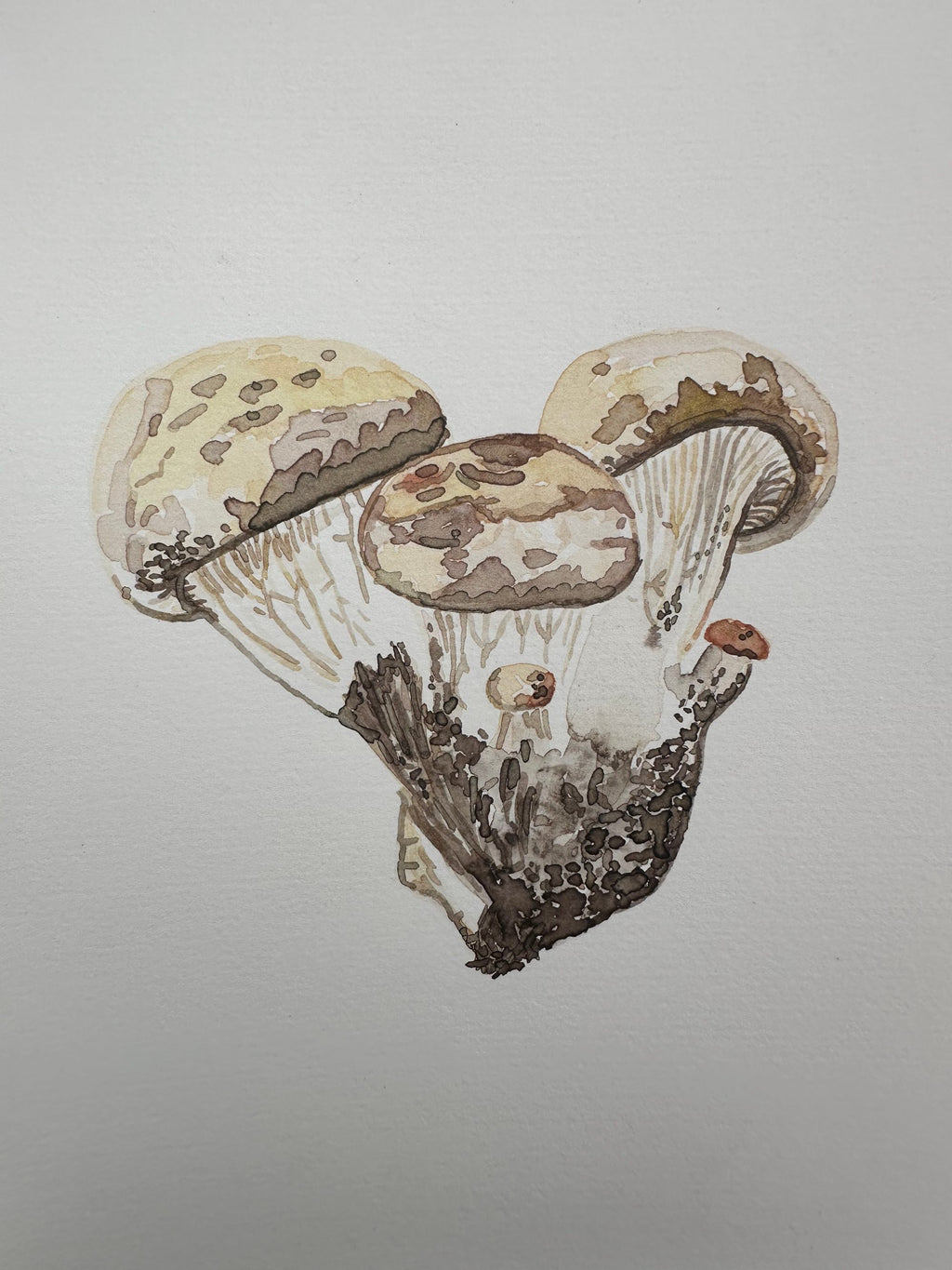 Small Oyster Cluster, two