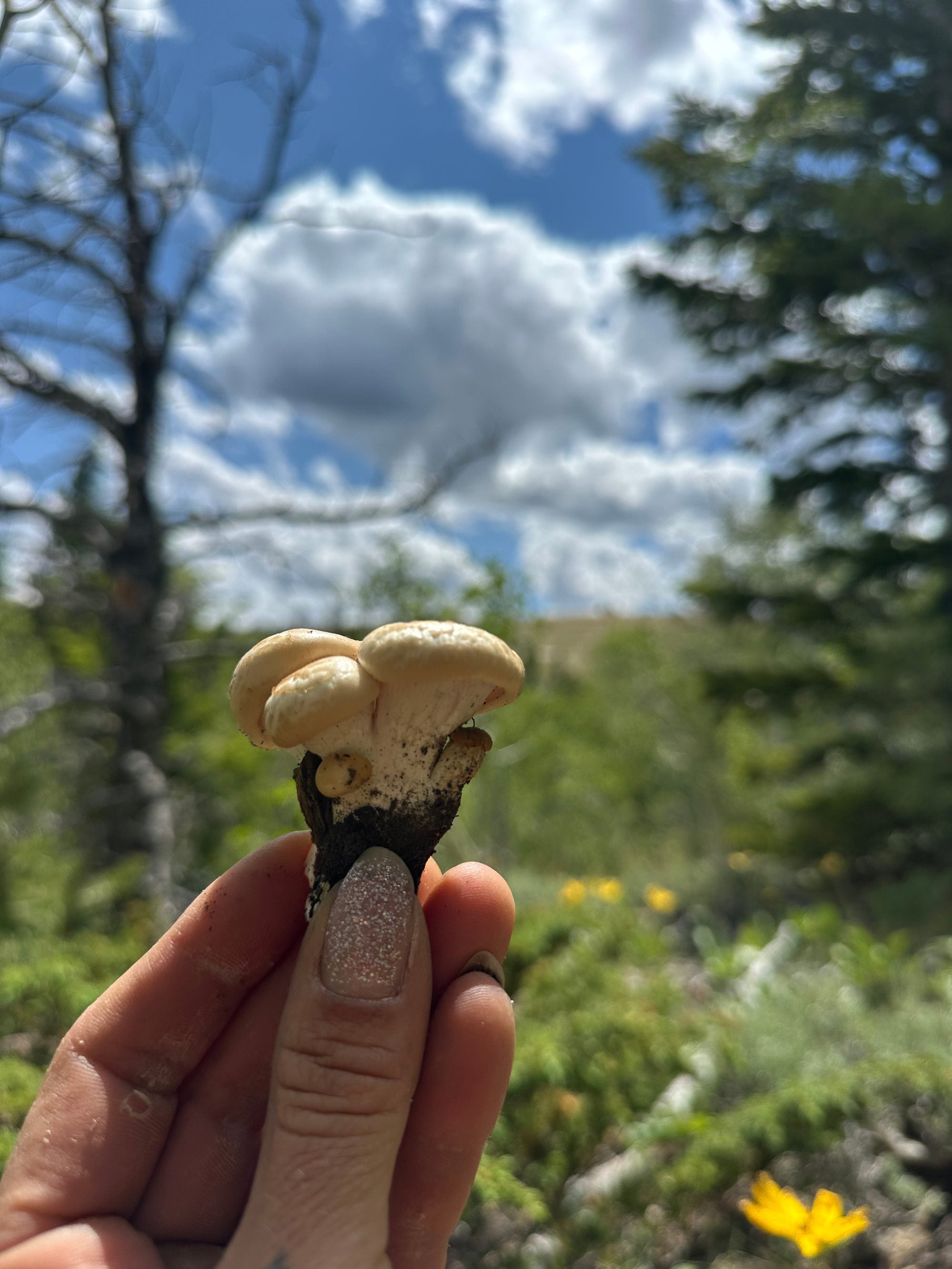Small Oyster Cluster, two