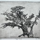 Alligator Juniper