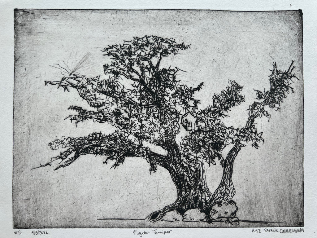 Alligator Juniper