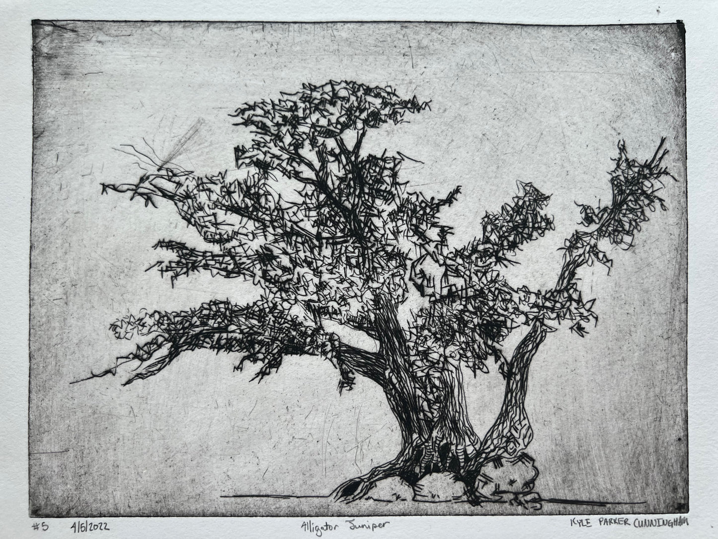 Alligator Juniper